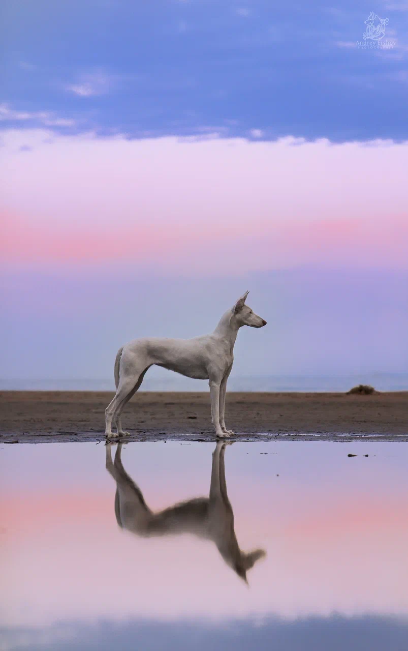 Early morning on the Gulf of Finland - My, Podenko Ibitsenko, Dog, Puppies, Longpost