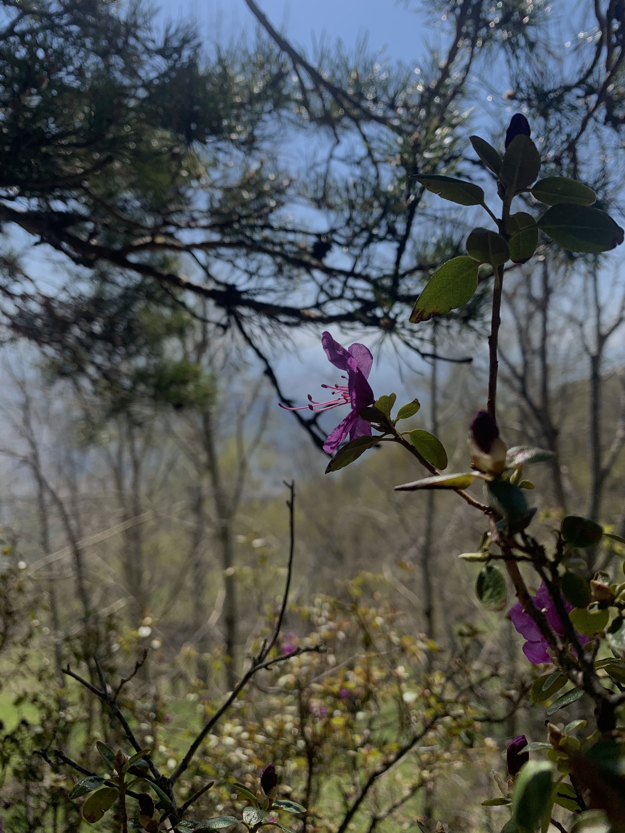 Spring - My, Mobile photography, Beginning photographer, Flowers, Sky, Longpost