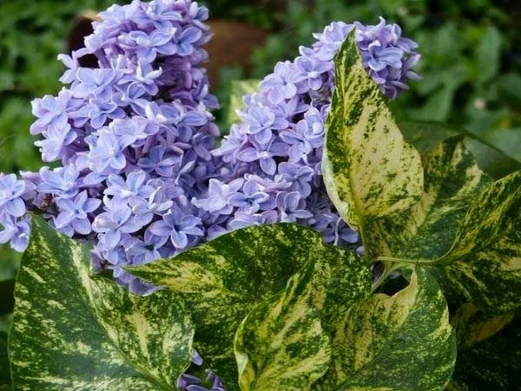 Unusual varieties of lilacs for your site - Lilac, Plants, Bloom, Garden, Yandex Zen, Garden, Longpost