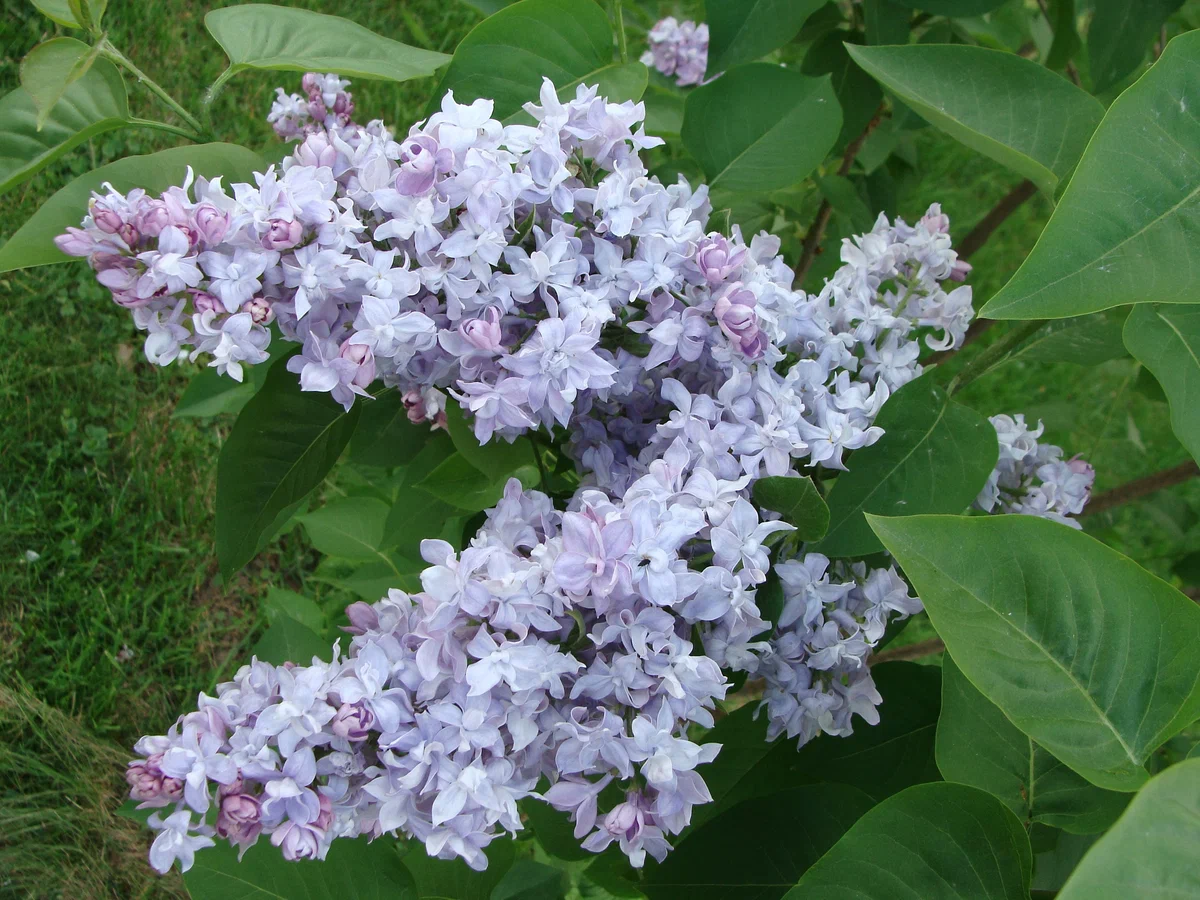 Unusual varieties of lilacs for your site - Lilac, Plants, Bloom, Garden, Yandex Zen, Garden, Longpost