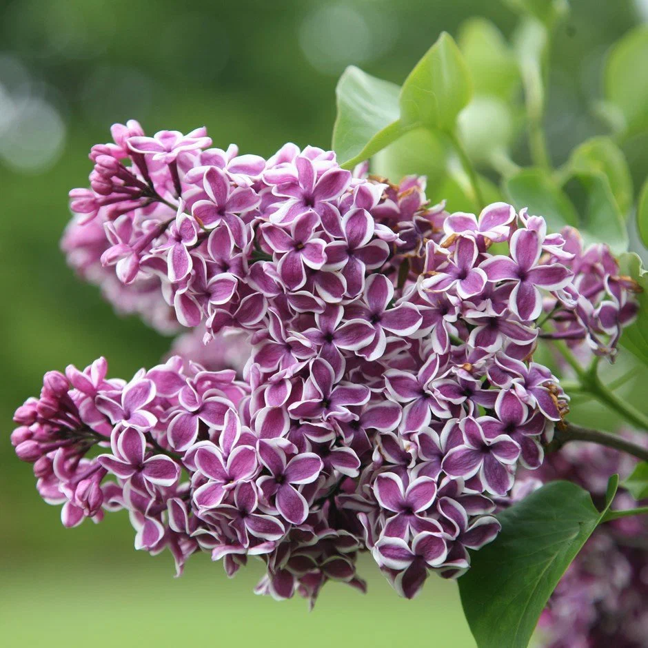 Unusual varieties of lilacs for your site - Lilac, Plants, Bloom, Garden, Yandex Zen, Garden, Longpost