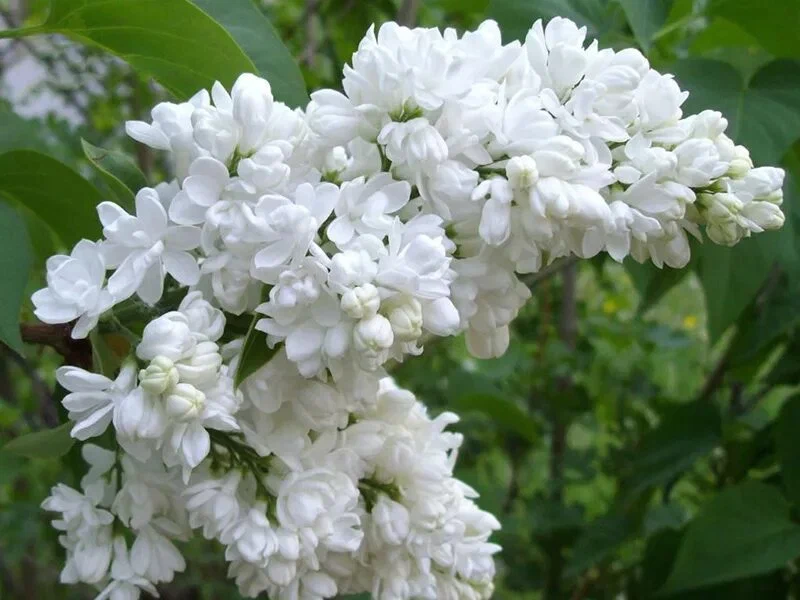 Unusual varieties of lilacs for your site - Lilac, Plants, Bloom, Garden, Yandex Zen, Garden, Longpost