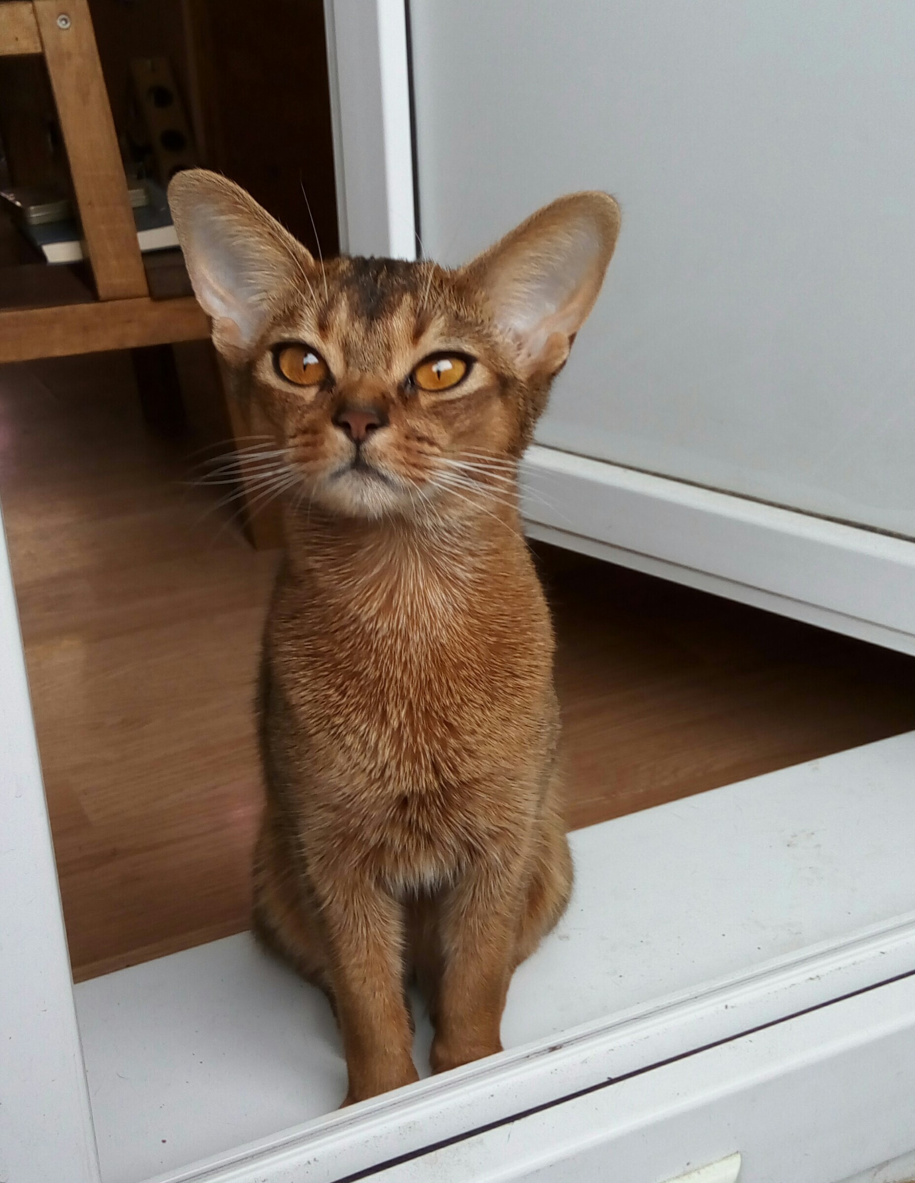 Reply to the post Dab Time - cat, Dog, Abyssinian cat, Joke, Reply to post