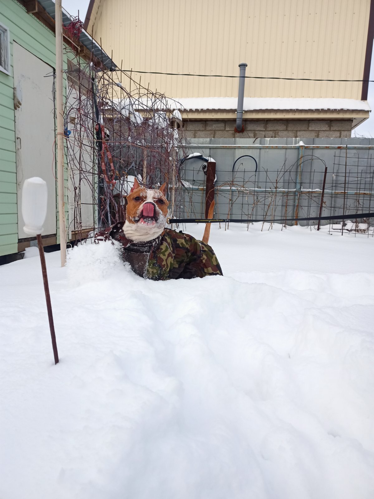 hero of my heart (Krosha Amstaff from the house Lancaster) - My, Dog, Amstaff, Longpost