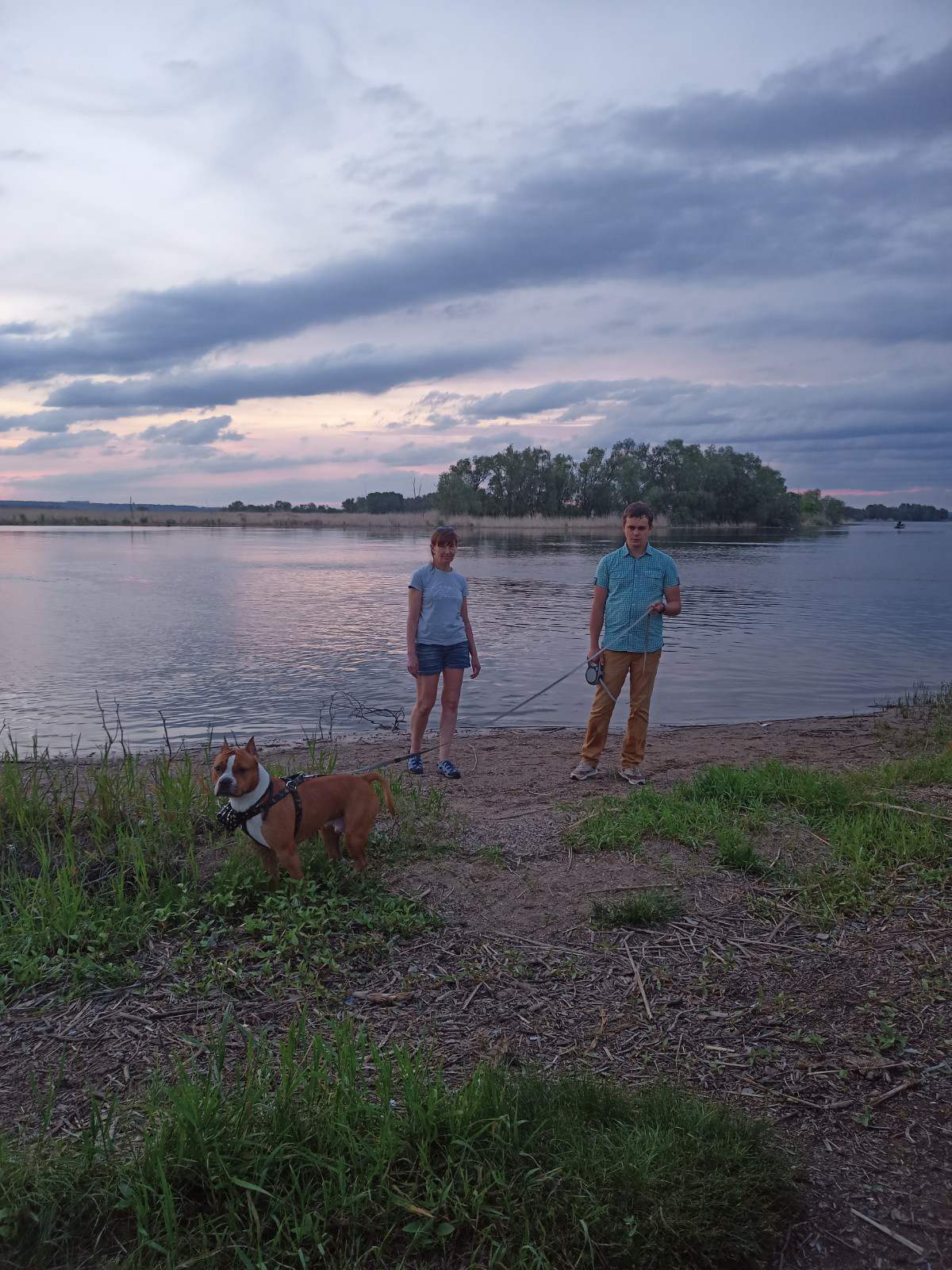 hero of my heart (Krosha Amstaff from the house Lancaster) - My, Dog, Amstaff, Longpost