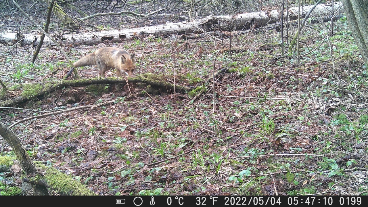 What the camera trap sees - My, Phototrap, wildlife, Forest, Wild animals, Wilderness, Goat, The photo, Fox, Boar, Photo hunting, Longpost, Predatory animals