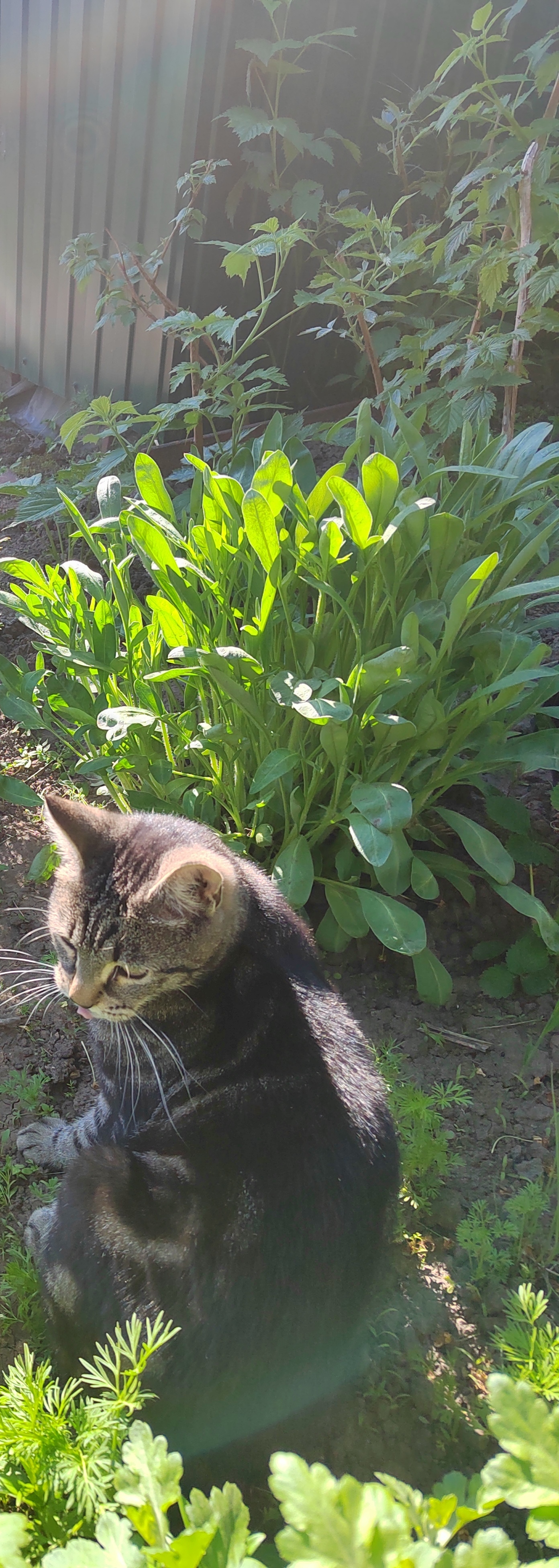 We are a generation that transfers its love to cats and cats. Instead of a person at hand, we choose a mustachioed-striped one. And why!? - cat, Modern generation, Longpost