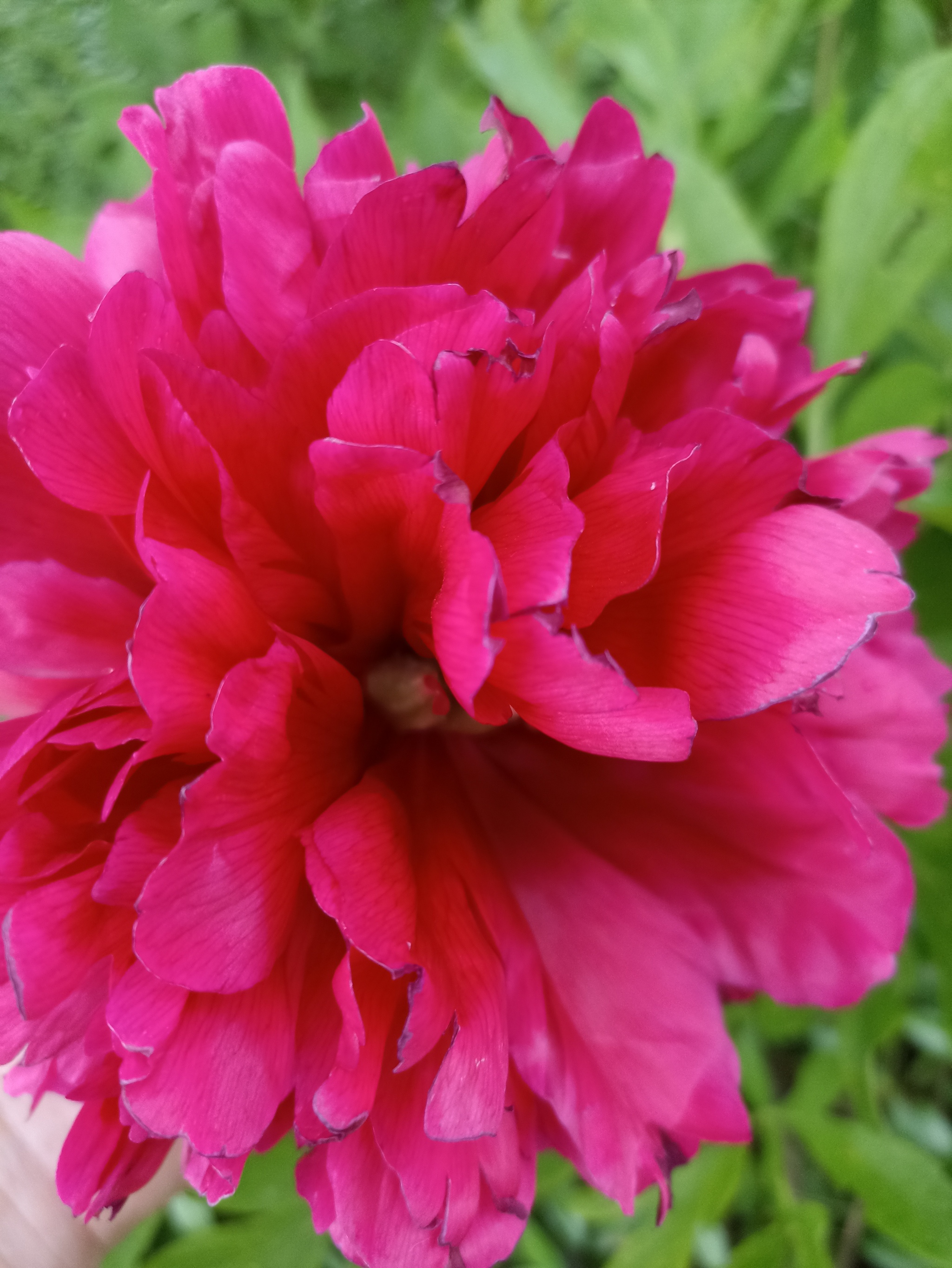 peonies - My, Dacha, Peonies, Flowers, Longpost