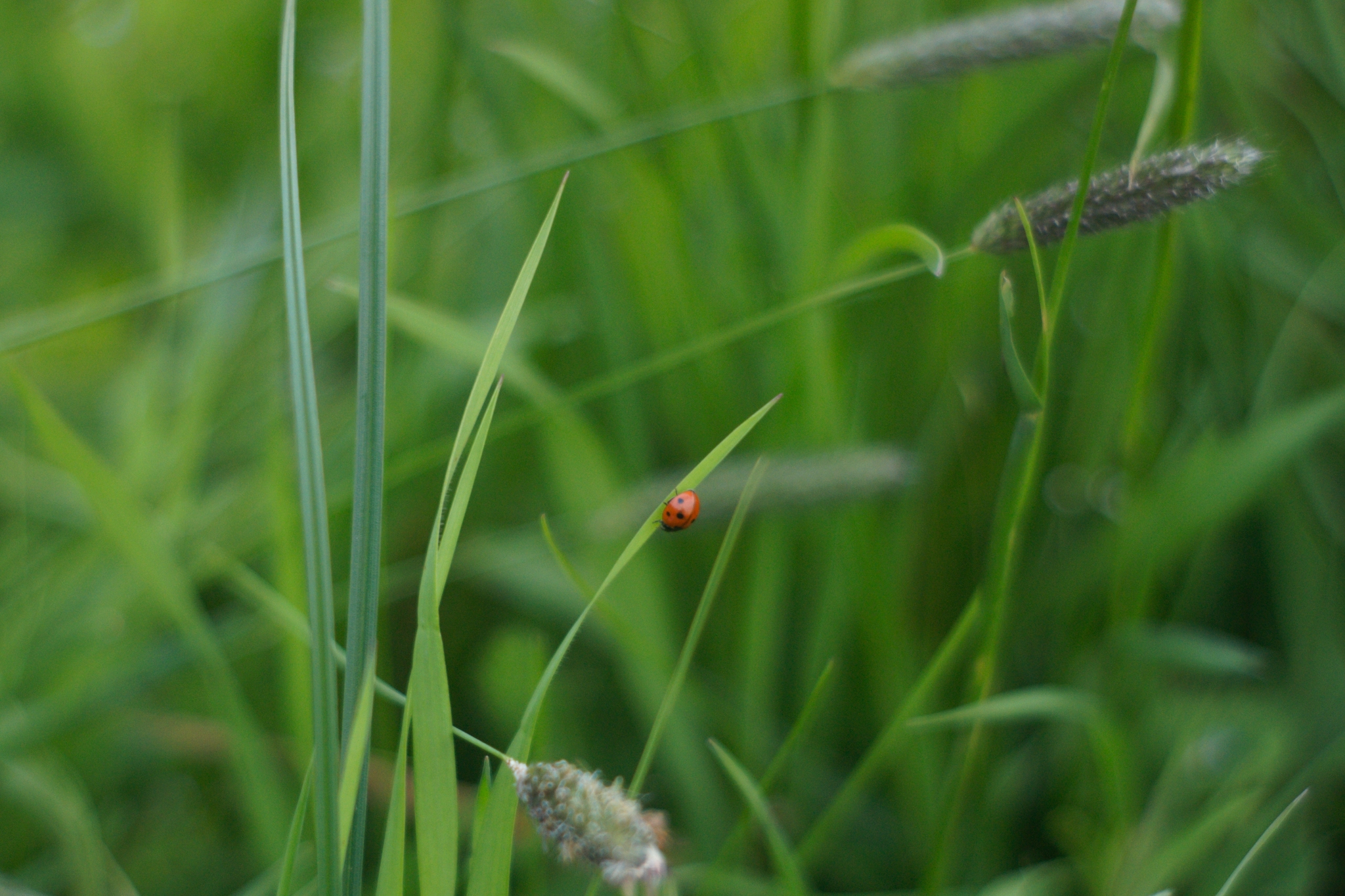 Windows vista - My, The photo, Grass, ladybug