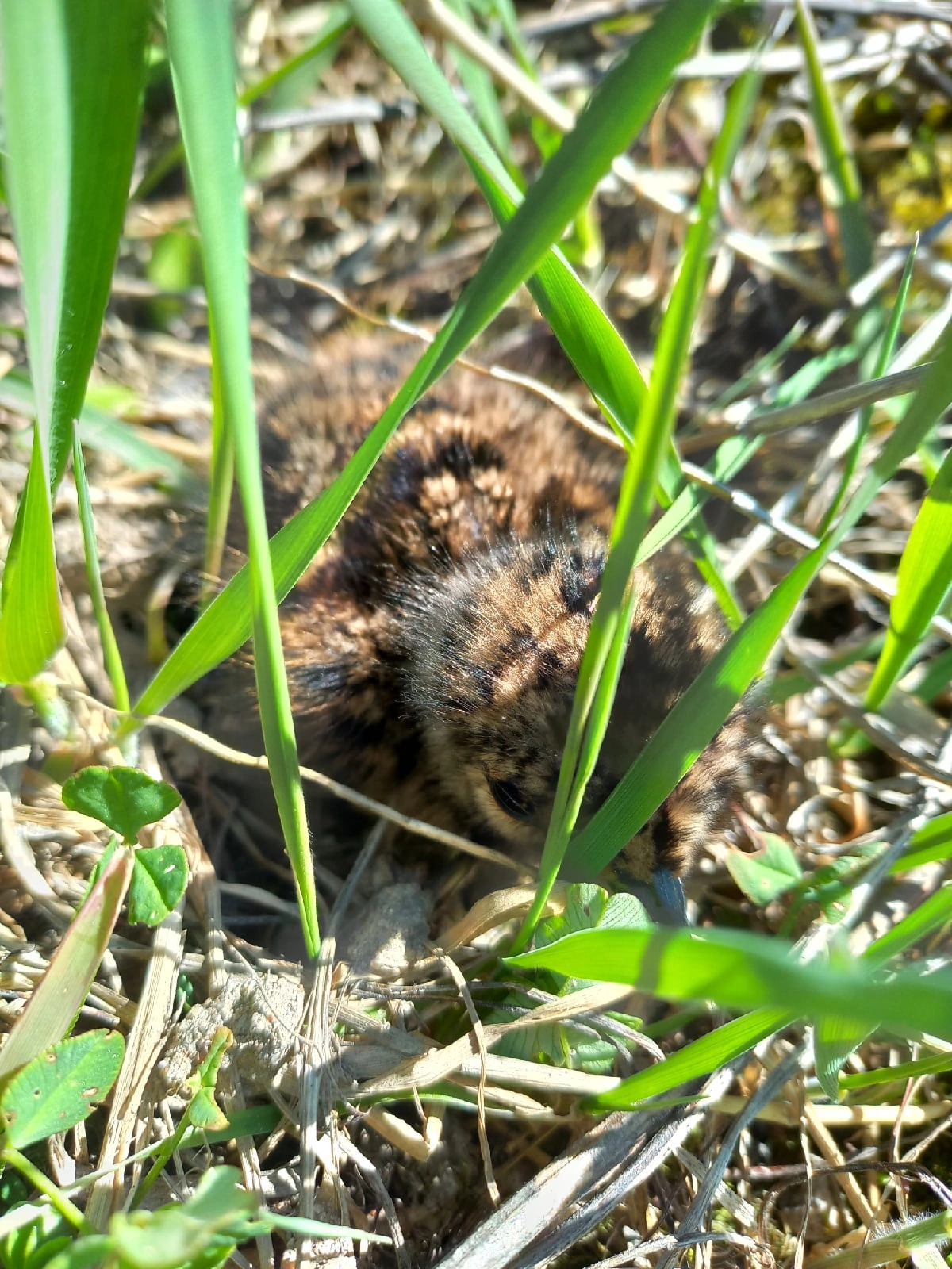 What kind of birds? - My, Who is this?, Chick, Birds, Ornithology, Ornithology League, Longpost