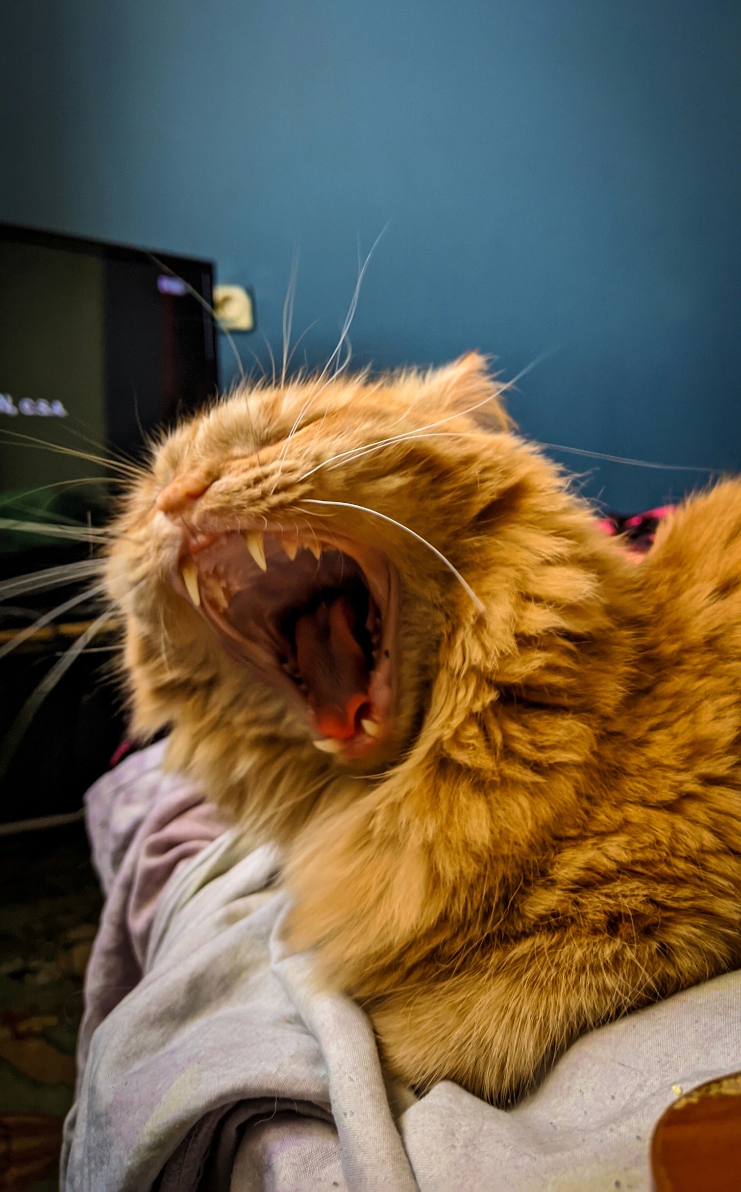 Do you yell in the morning? - My, cat, Morning, Good morning, Redheads, Yawn, Milota, Pets