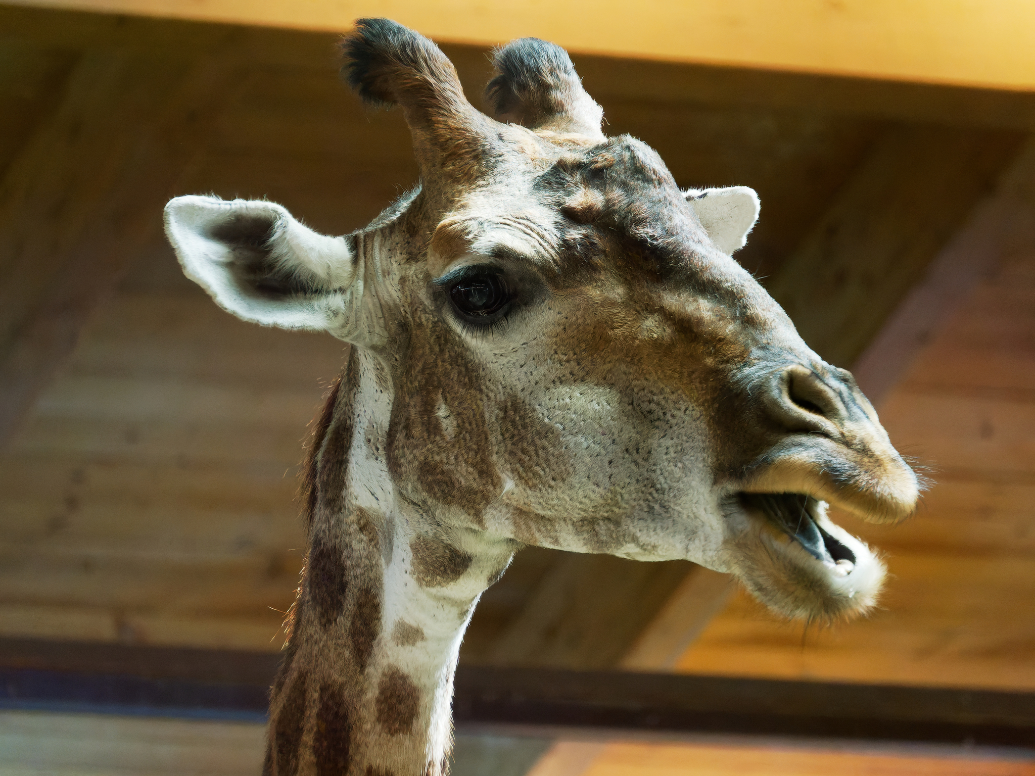 Eh, what are you? - My, The photo, Giraffe, Animals, Zoo, Moscow Zoo, Long-necked, Wild animals, Moscow