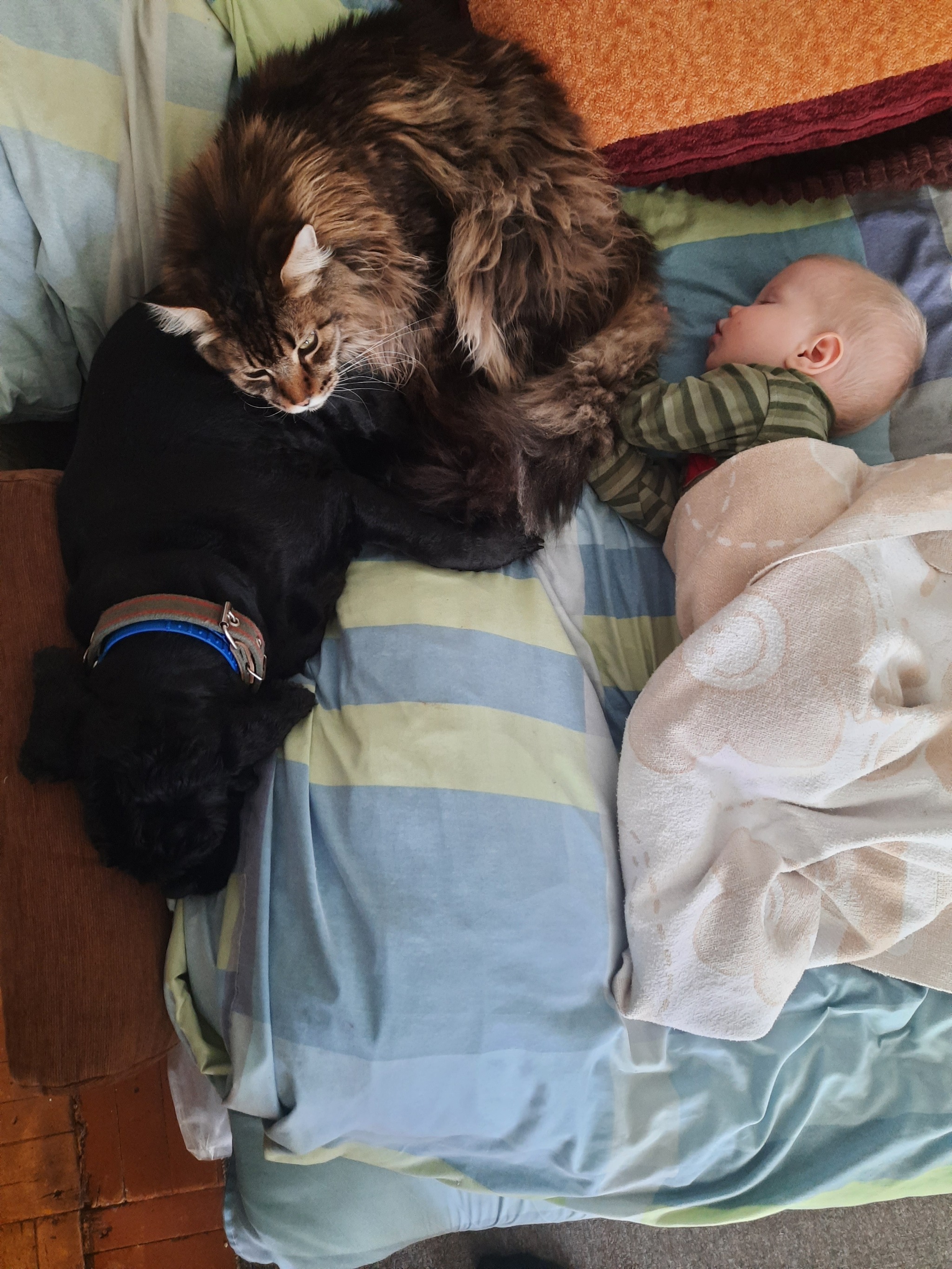 Quiet time - My, cat, Dog, Maine Coon, Children