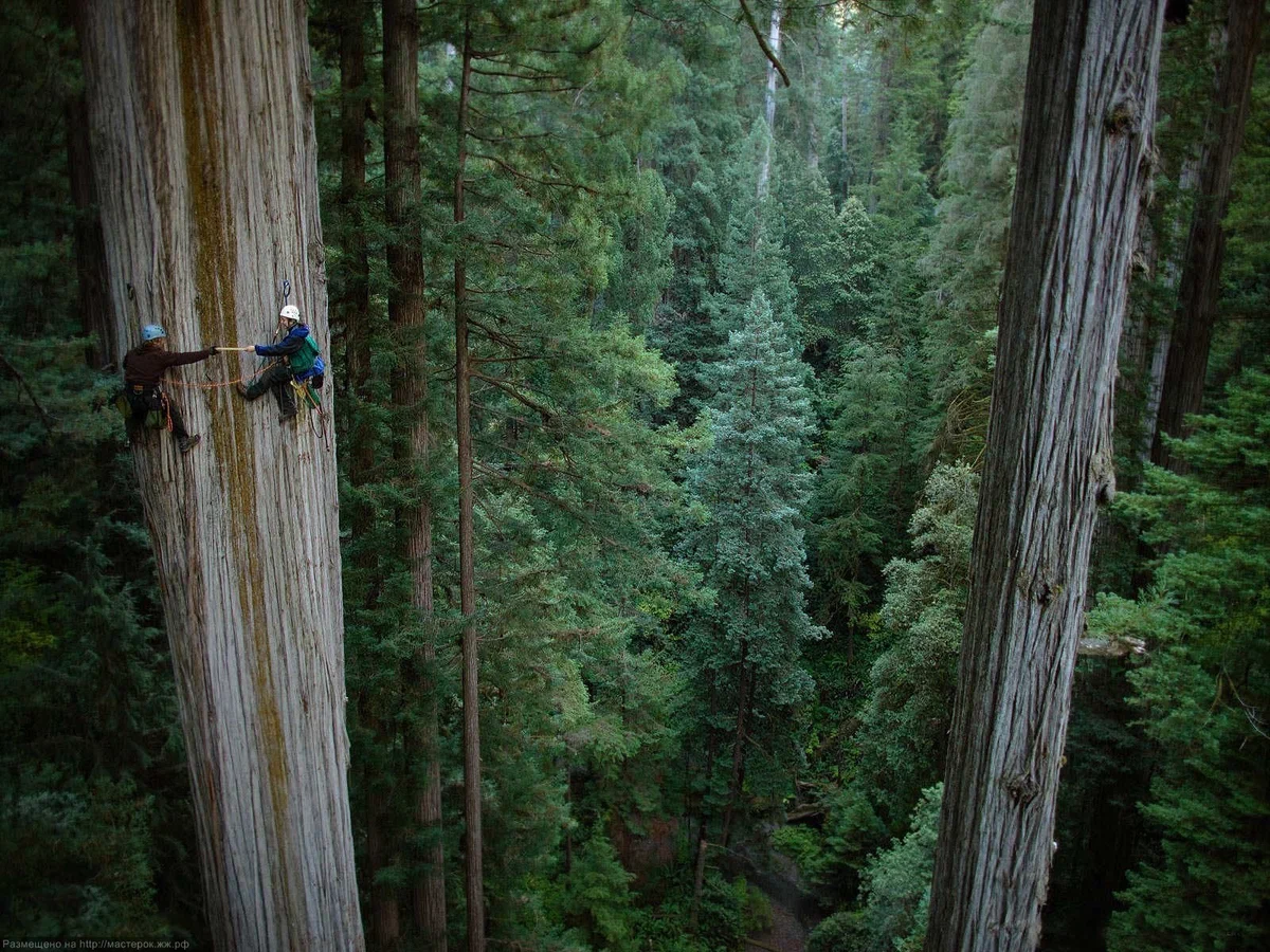 Mammoth tree. On its stump freely fits up to 30 people - Tree, Giant, Nature, Cypress, Relic, beauty of nature, Sequoia, Yandex Zen, Longpost