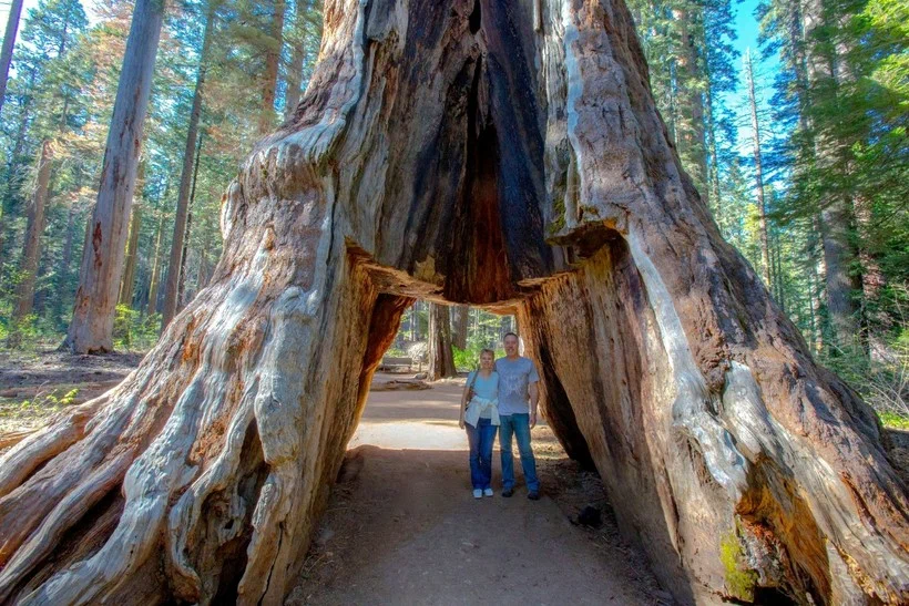 Mammoth tree. On its stump freely fits up to 30 people - Tree, Giant, Nature, Cypress, Relic, beauty of nature, Sequoia, Yandex Zen, Longpost