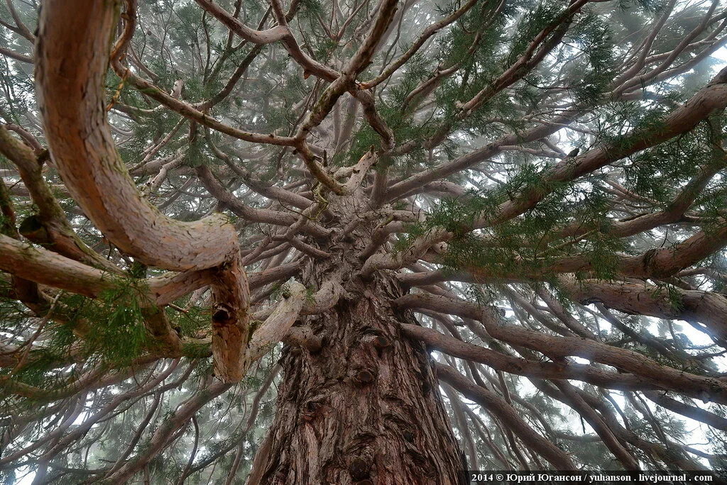 Mammoth tree. On its stump freely fits up to 30 people - Tree, Giant, Nature, Cypress, Relic, beauty of nature, Sequoia, Yandex Zen, Longpost