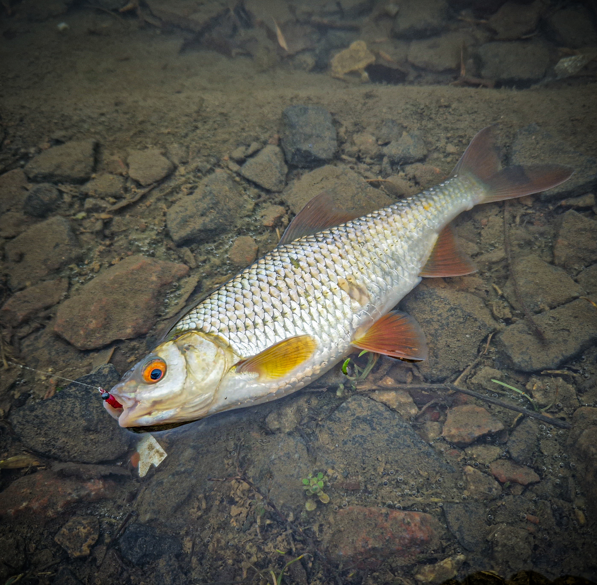 Mormyshing on the city pond. - My, Fishing, Mormyshka, Spinning, Street phishing, Microjig, Perch, Carp, Video, Youtube, Longpost, Video blog