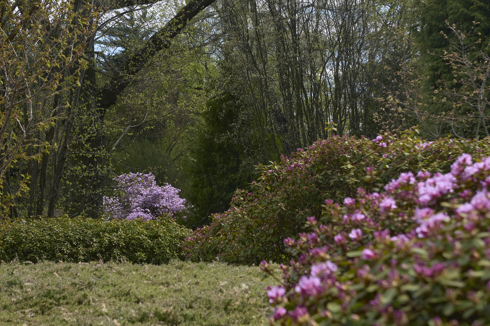 Japanese garden, St. Petersburg. May 2022 - My, The park, The photo, Plants, Saint Petersburg, Botanical Garden, Japanese Garden, Sakura, Spring, Longpost