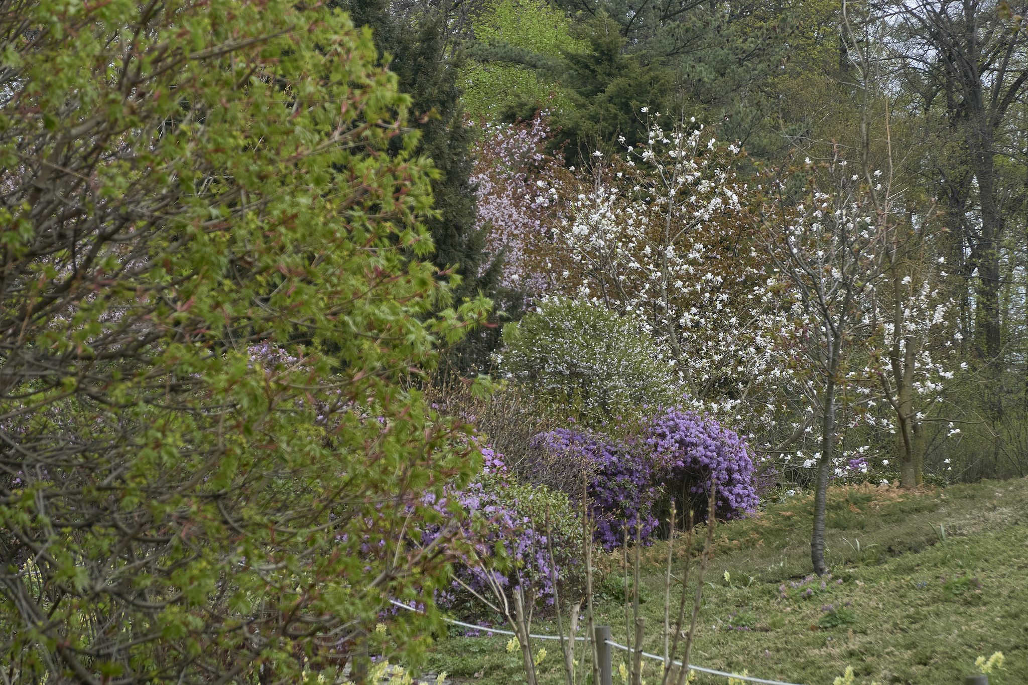 Japanese garden, St. Petersburg. May 2022 - My, The park, The photo, Plants, Saint Petersburg, Botanical Garden, Japanese Garden, Sakura, Spring, Longpost