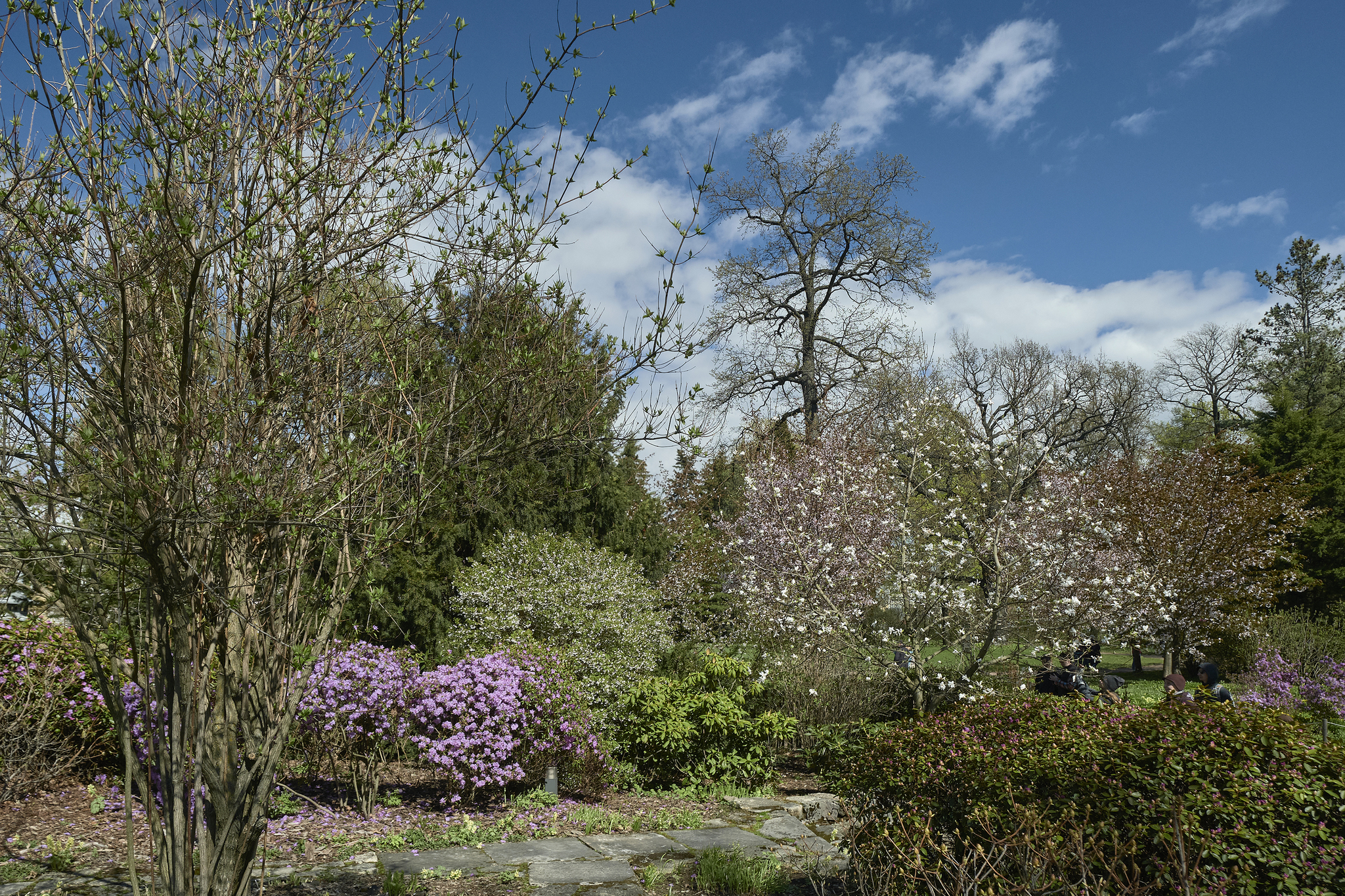 Japanese garden, St. Petersburg. May 2022 - My, The park, The photo, Plants, Saint Petersburg, Botanical Garden, Japanese Garden, Sakura, Spring, Longpost