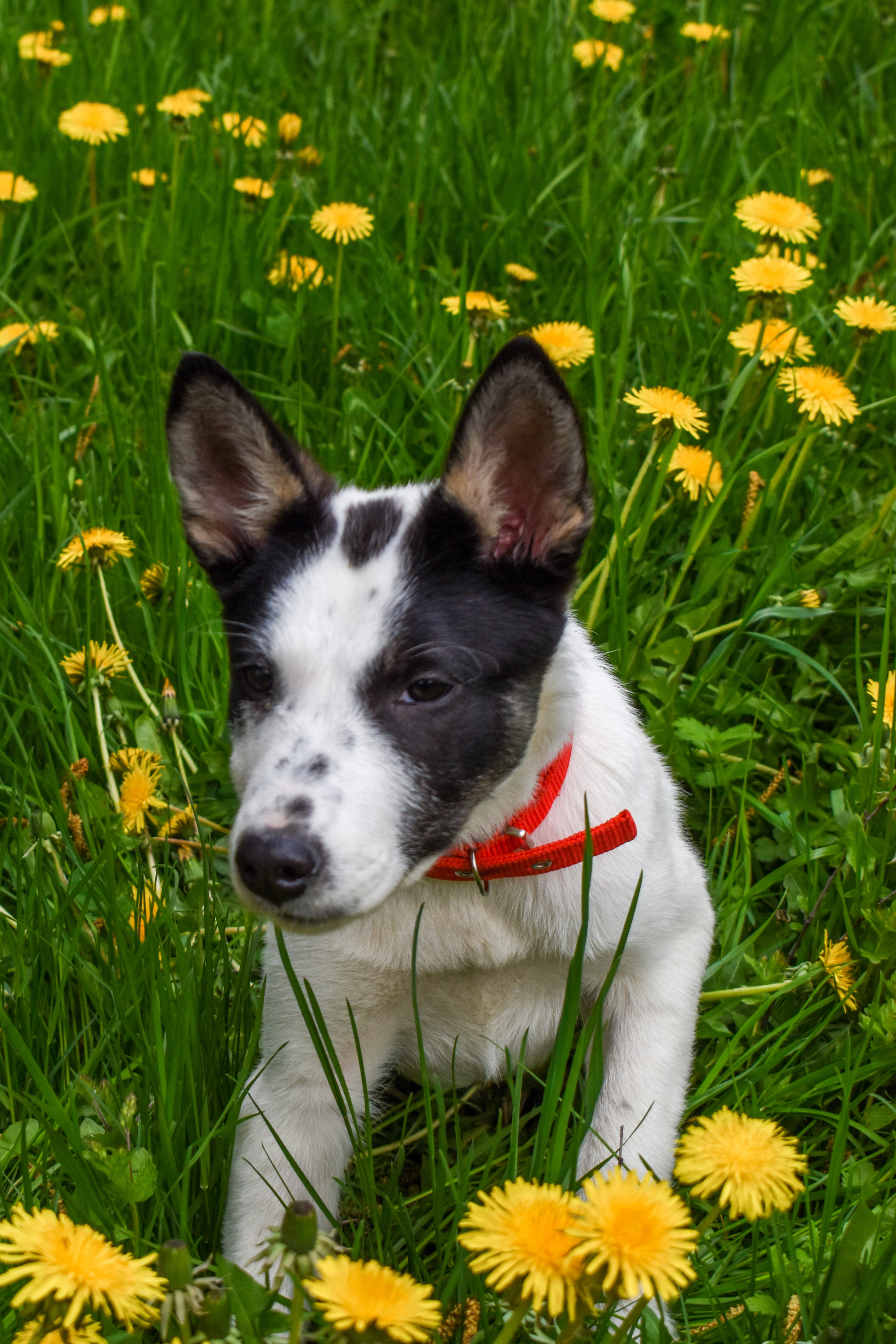 Unusual and incredibly smart Freckle is looking for a home! - Helping animals, Animal Rescue, Homeless animals, In good hands, Animal shelter, Dog, Longpost, No rating