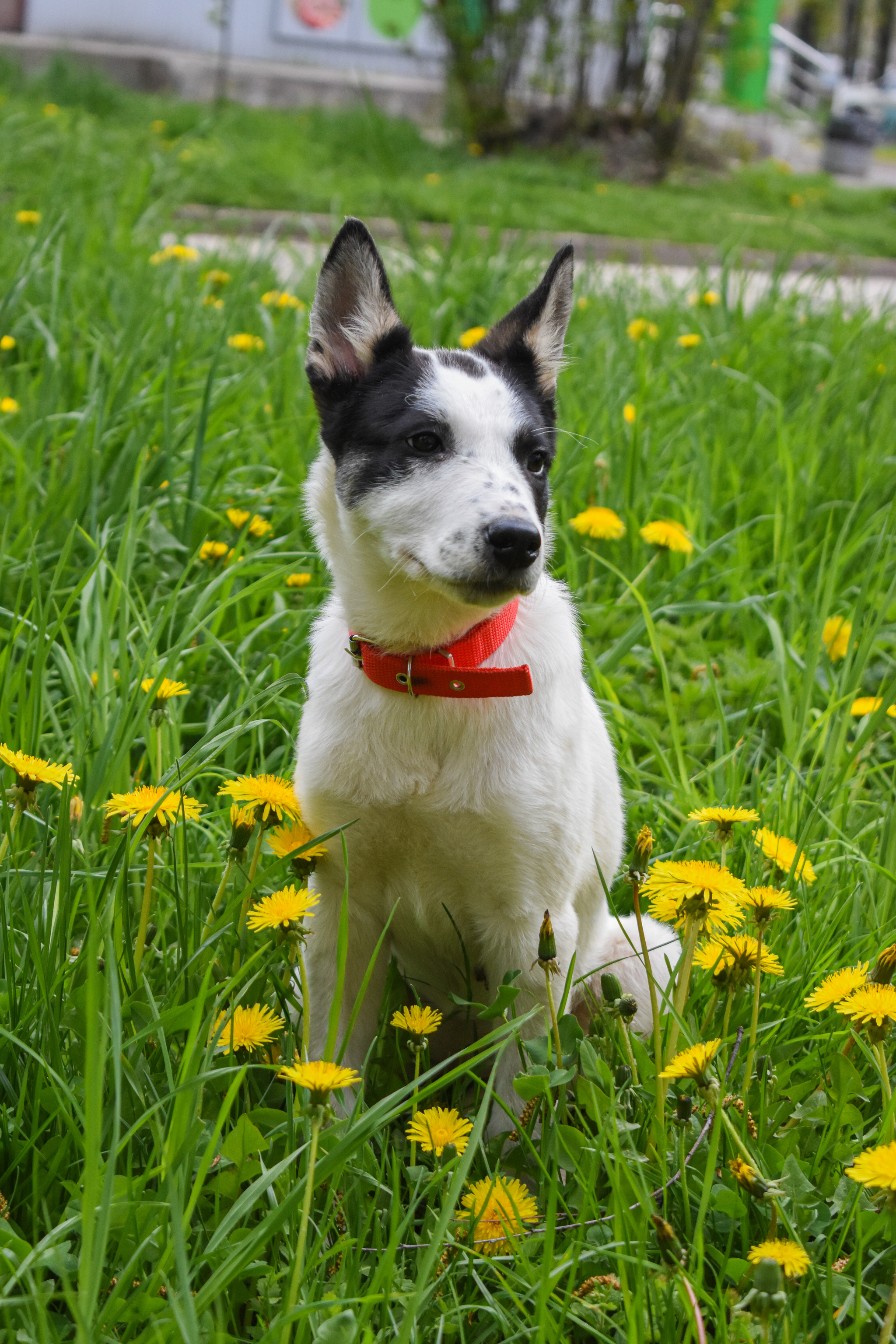 Unusual and incredibly smart Freckle is looking for a home! - Helping animals, Animal Rescue, Homeless animals, In good hands, Animal shelter, Dog, Longpost, No rating