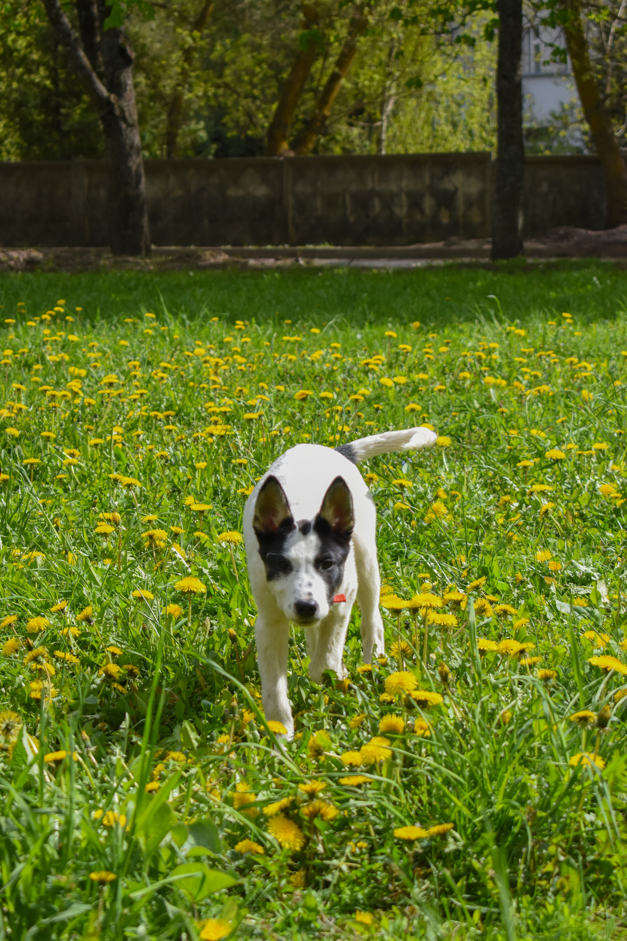 Unusual and incredibly smart Freckle is looking for a home! - Helping animals, Animal Rescue, Homeless animals, In good hands, Animal shelter, Dog, Longpost, No rating