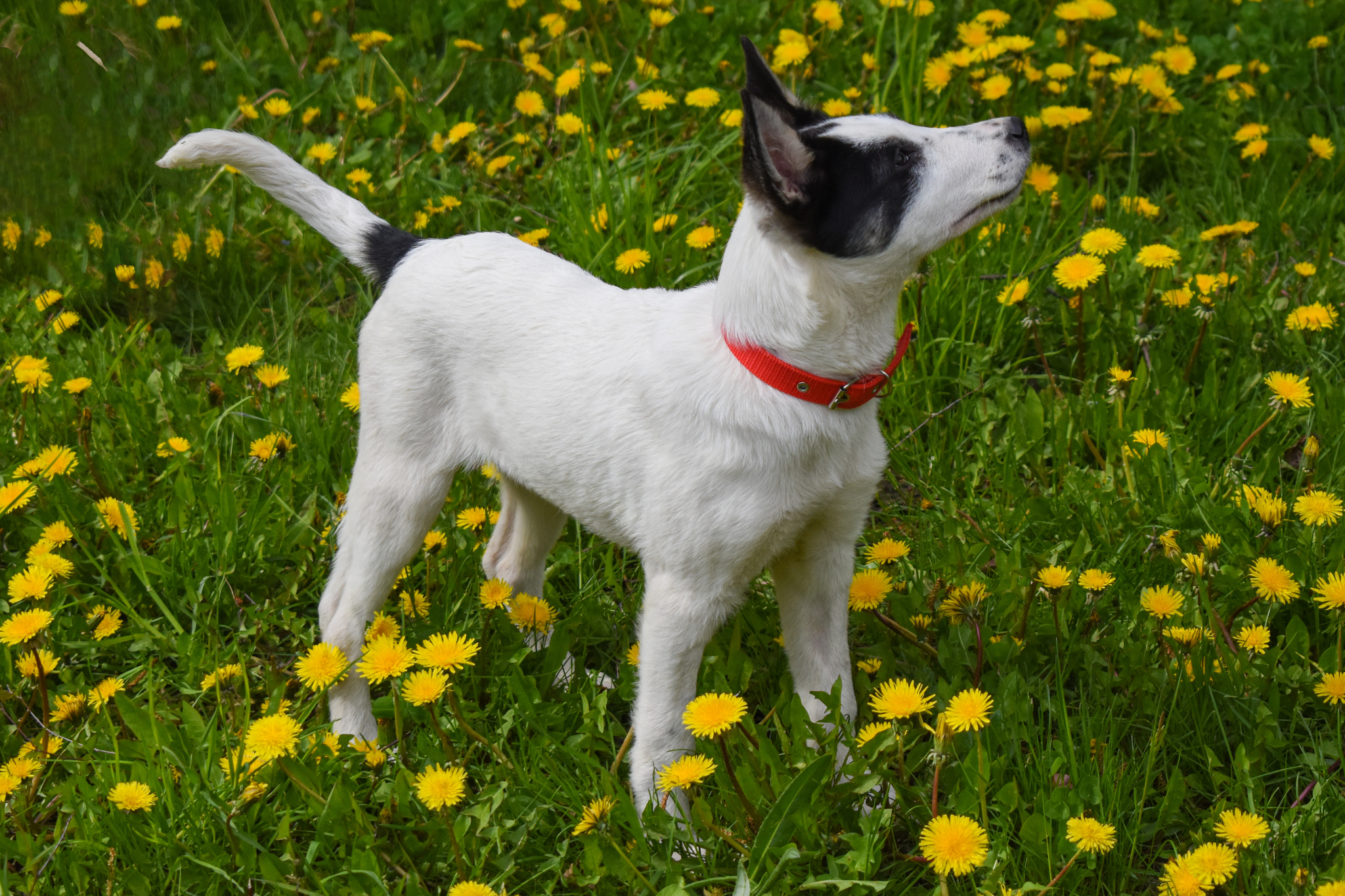 Unusual and incredibly smart Freckle is looking for a home! - Helping animals, Animal Rescue, Homeless animals, In good hands, Animal shelter, Dog, Longpost, No rating