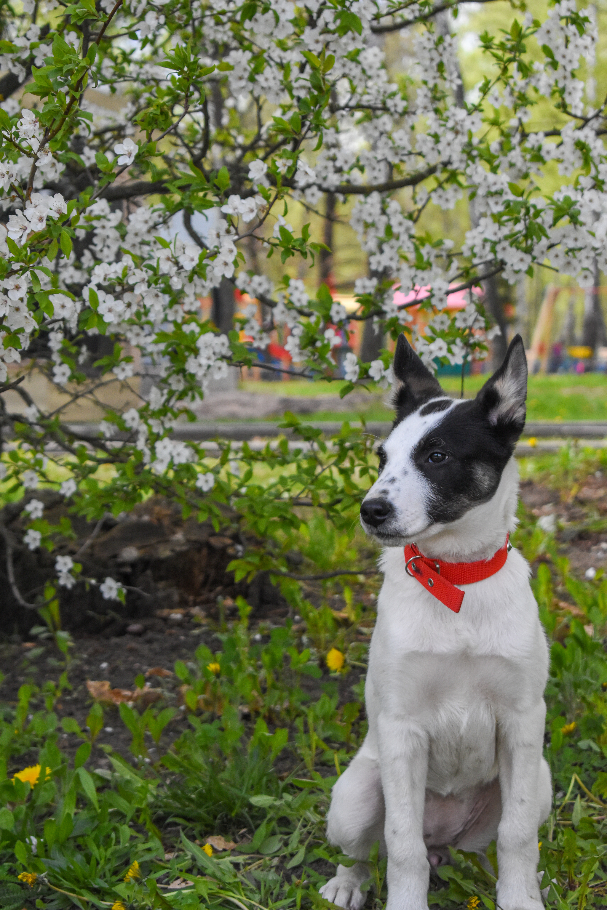 Unusual and incredibly smart Freckle is looking for a home! - Helping animals, Animal Rescue, Homeless animals, In good hands, Animal shelter, Dog, Longpost, No rating