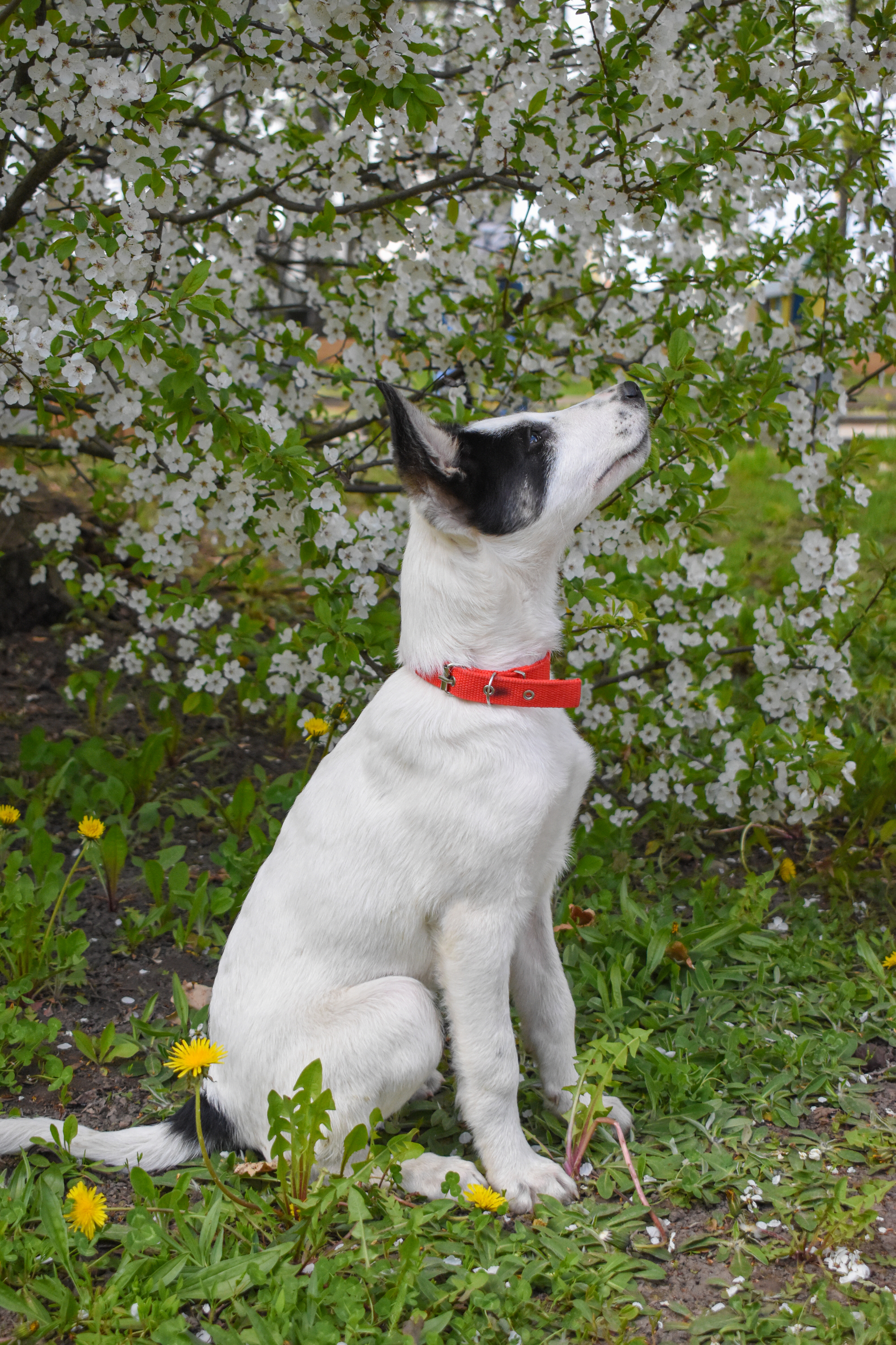 Unusual and incredibly smart Freckle is looking for a home! - Helping animals, Animal Rescue, Homeless animals, In good hands, Animal shelter, Dog, Longpost, No rating