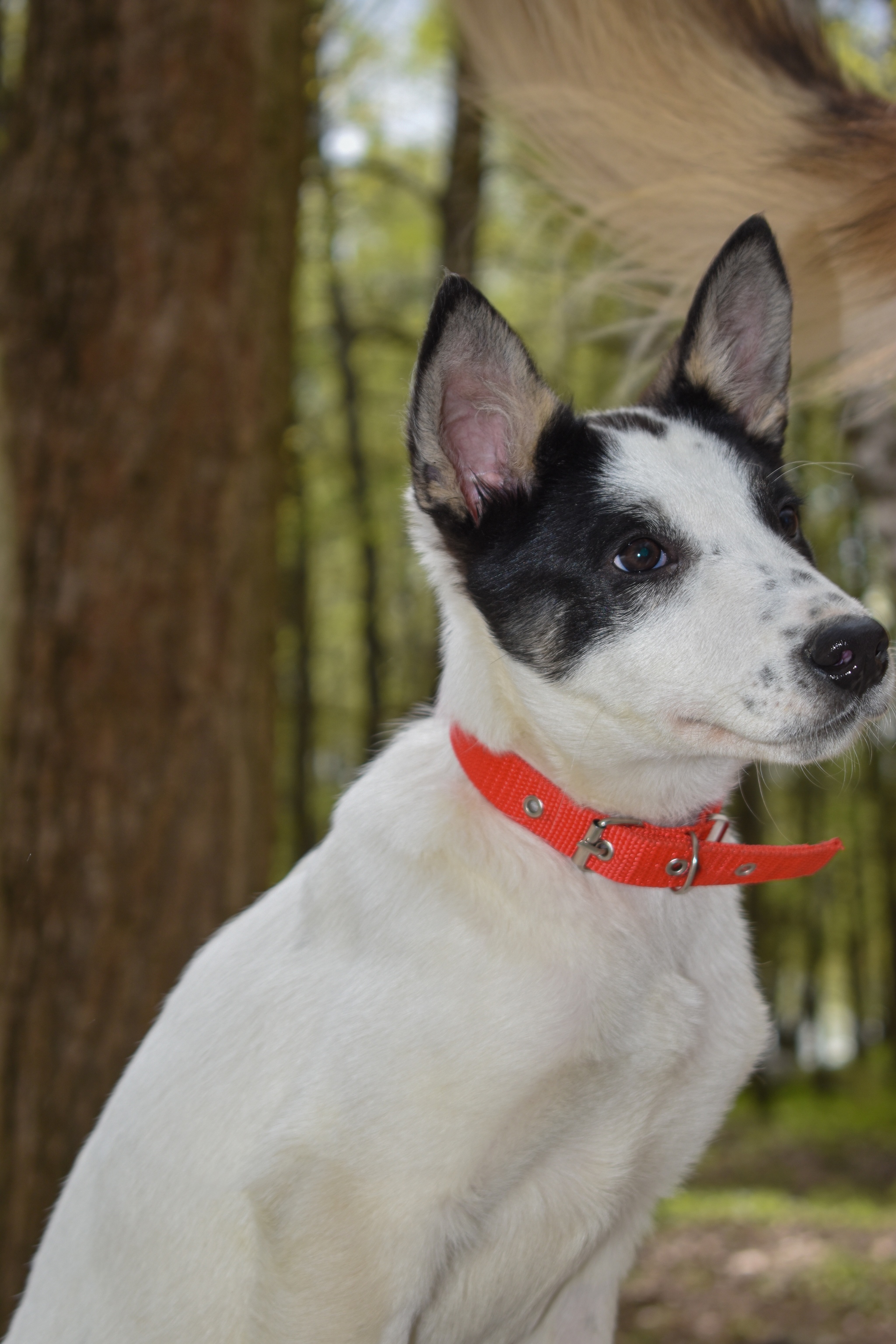 Unusual and incredibly smart Freckle is looking for a home! - Helping animals, Animal Rescue, Homeless animals, In good hands, Animal shelter, Dog, Longpost, No rating