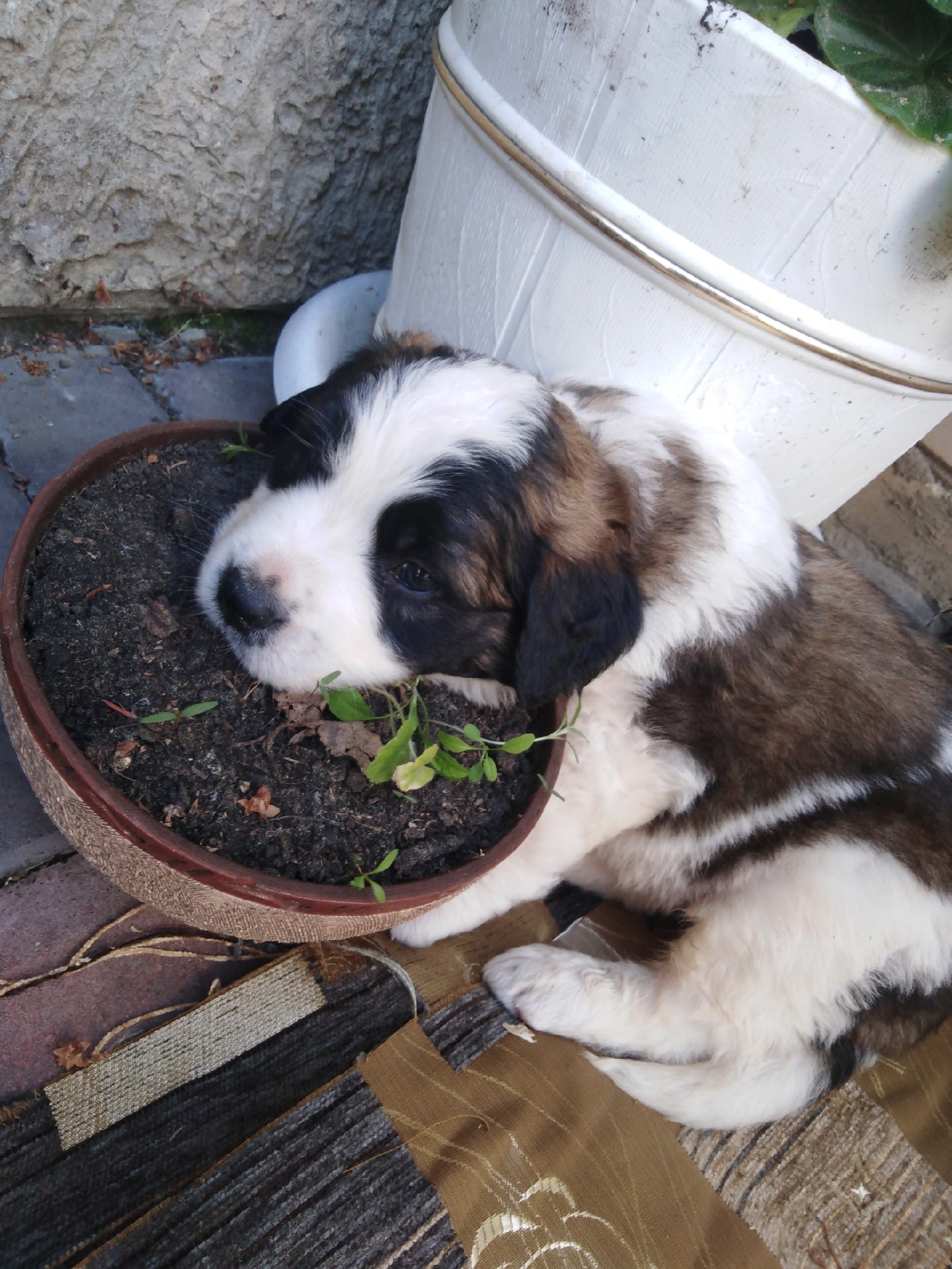 Didn't show the dog - not pikabushnik - My, Longpost, Moskovskaya storozhevaya, Dog, The photo, Pets