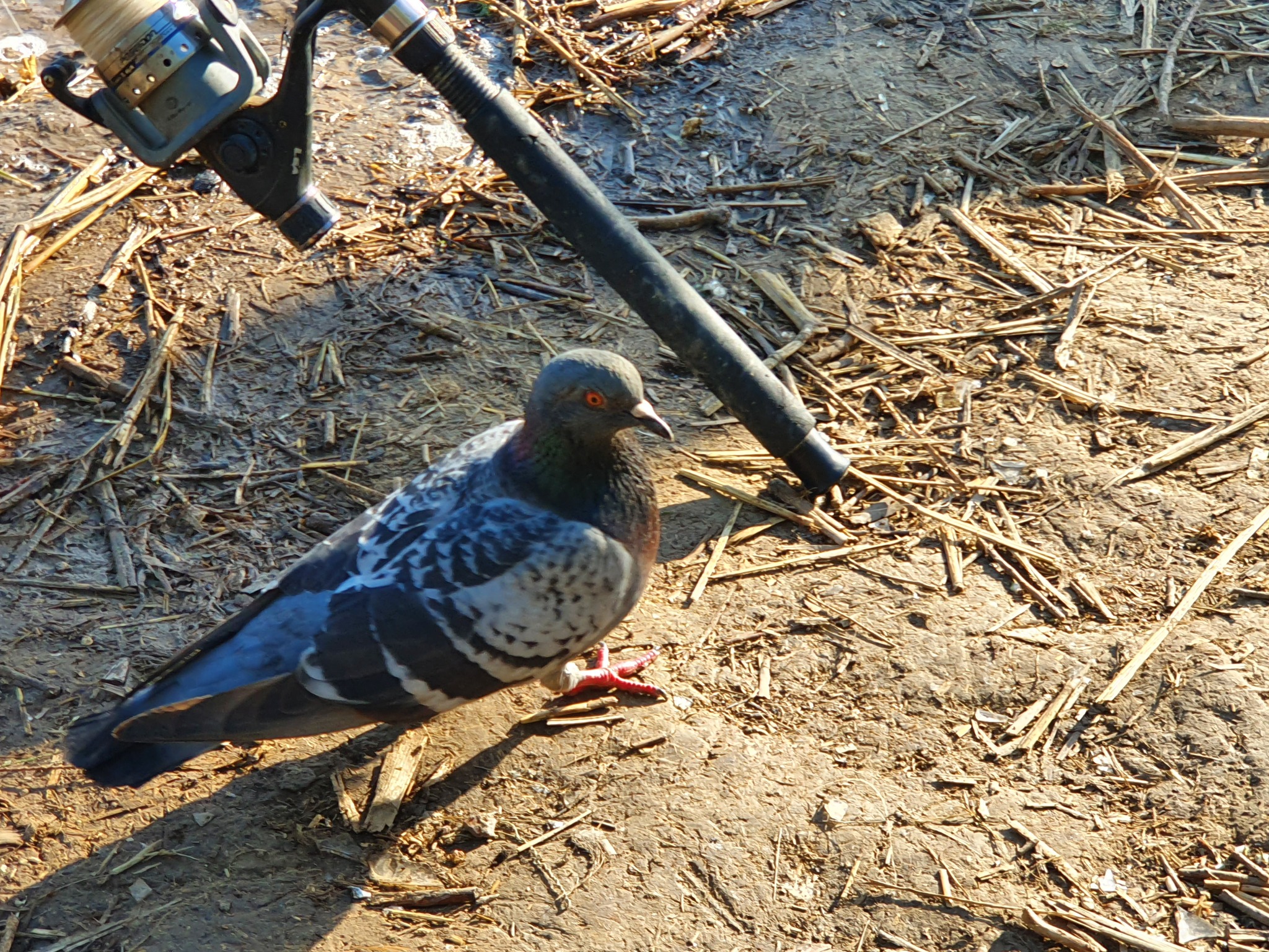 flying rat - My, Fishing, Rat, Saturday, Relaxation, Nature, Mobile photography, Pigeon