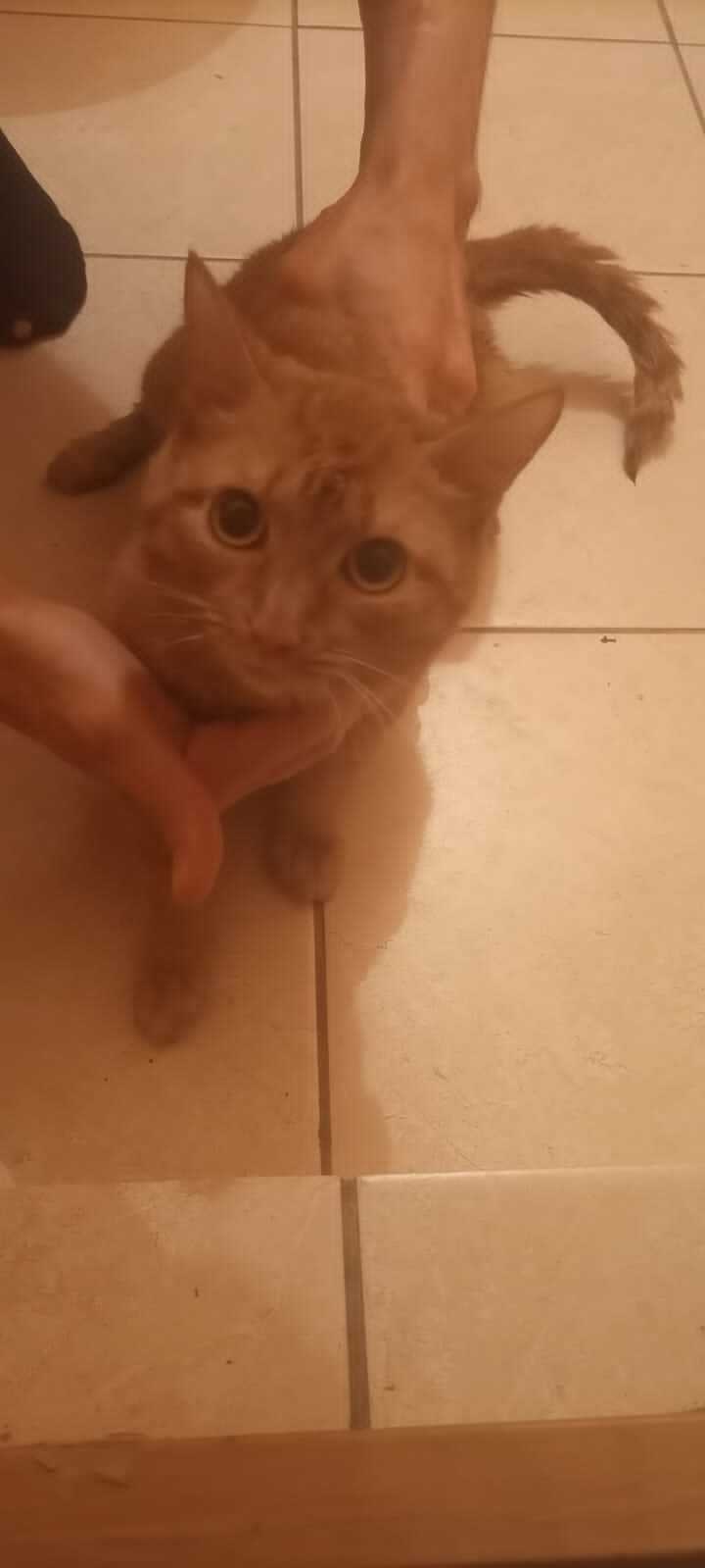 Novosibirsk. Help find the owner of the red-haired homeless - Novosibirsk, SWC, Lost, cat, In good hands, Redheads, Longpost, Found a cat, No rating