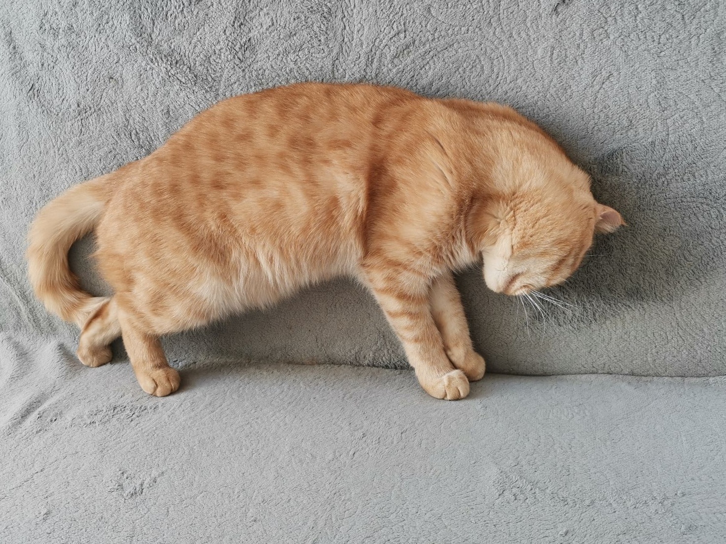 Lounging on the couch... - My, cat, Pose, Redheads