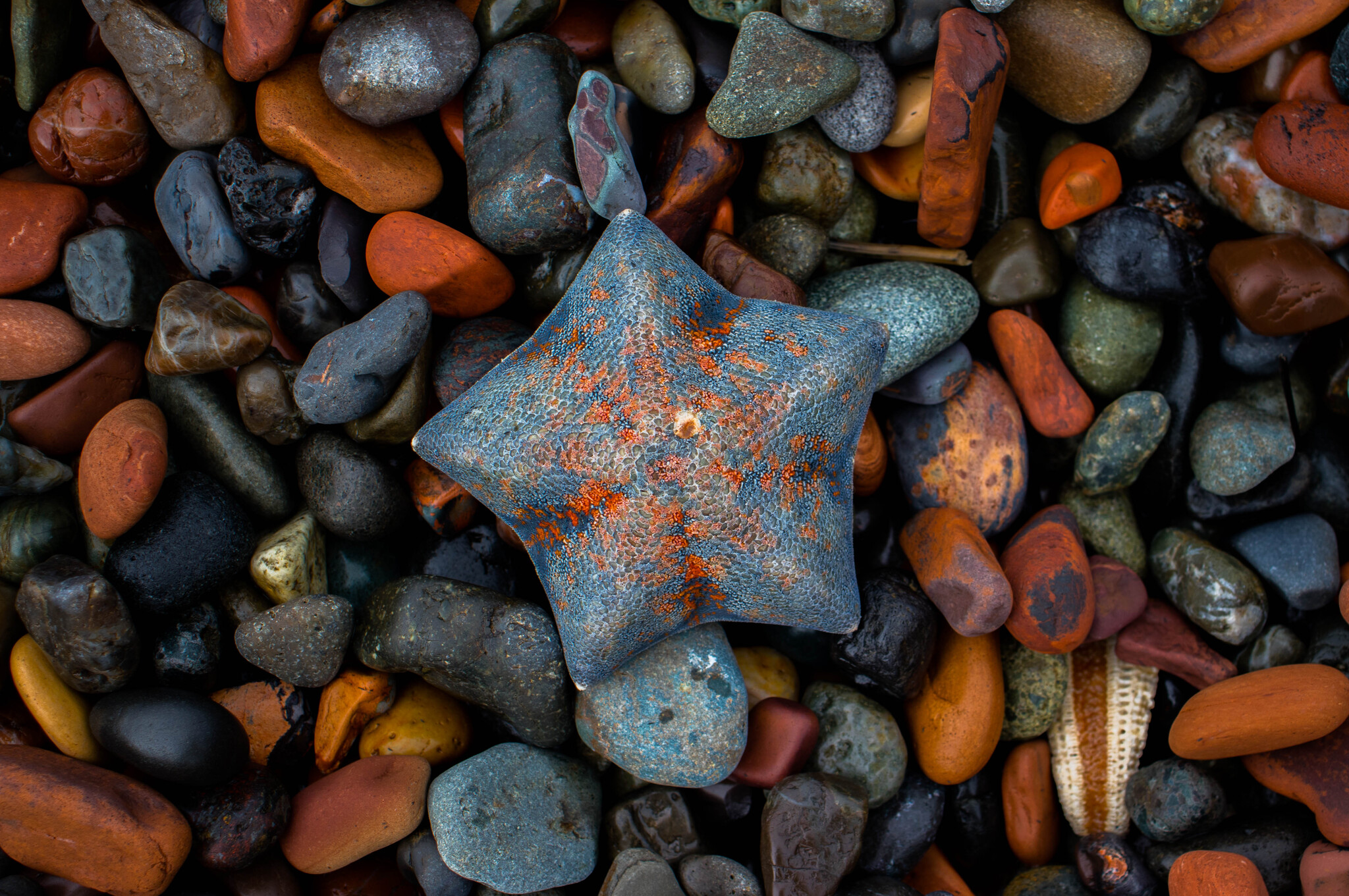 Сахалинские звезды - Моё, Сахалин, Фотография, Canon, Море, Берег, Морская звезда