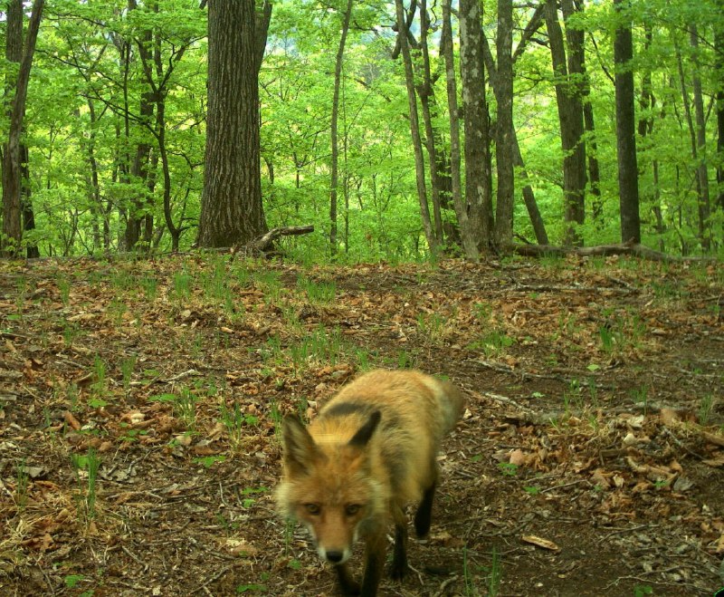 interesting - Fox, Phototrap, Land of the Leopard, National park, Primorsky Krai, wildlife, Wild animals, beauty of nature, The photo