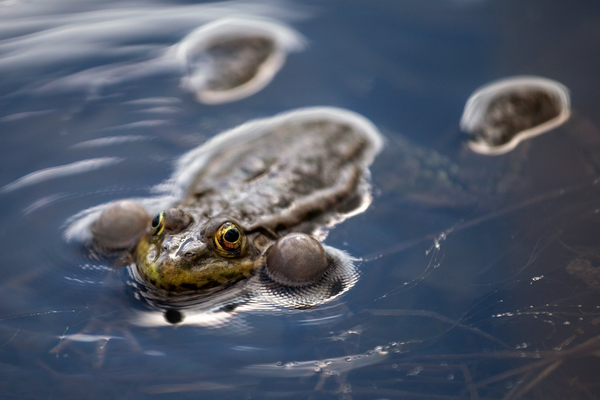 Classic Quantzert - Frogs, Kilovolt-ampere, Resonator, The photo, Amphibians, Wild animals