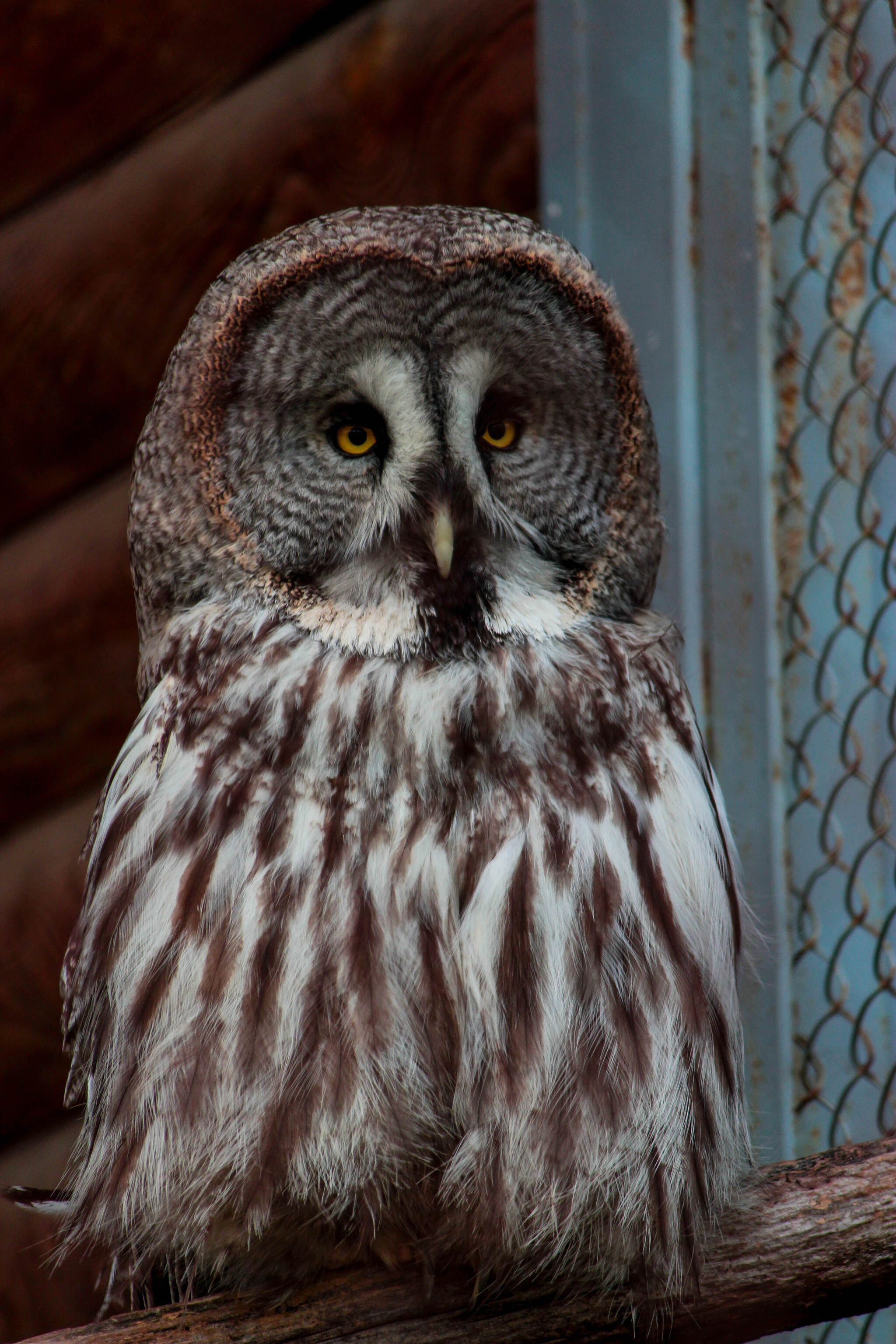 - Close your right eye, read. — SBMNK - My, Republic of Belarus, Birds, Ornithology, The photo, Nature, Longpost, Predator birds