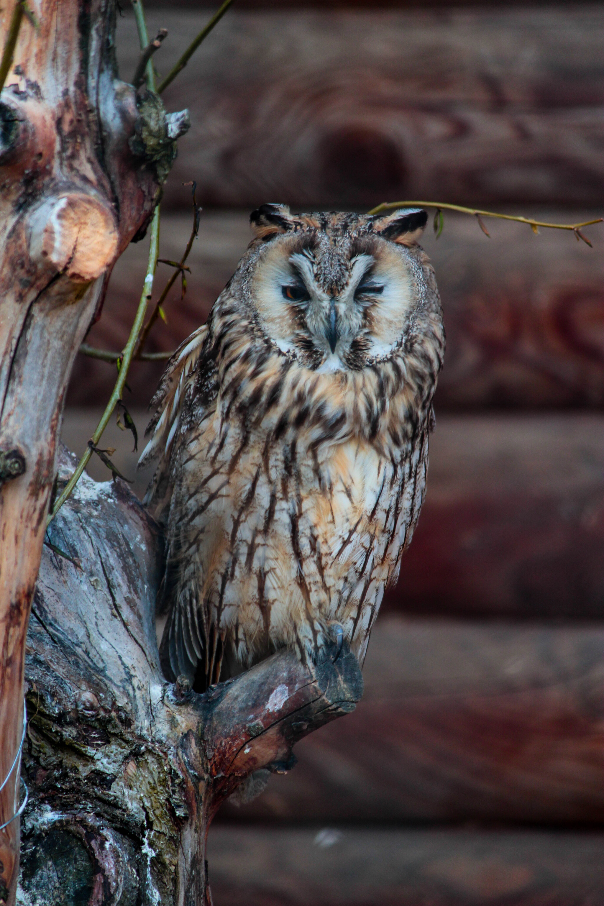 - Close your right eye, read. — SBMNK - My, Republic of Belarus, Birds, Ornithology, The photo, Nature, Longpost, Predator birds