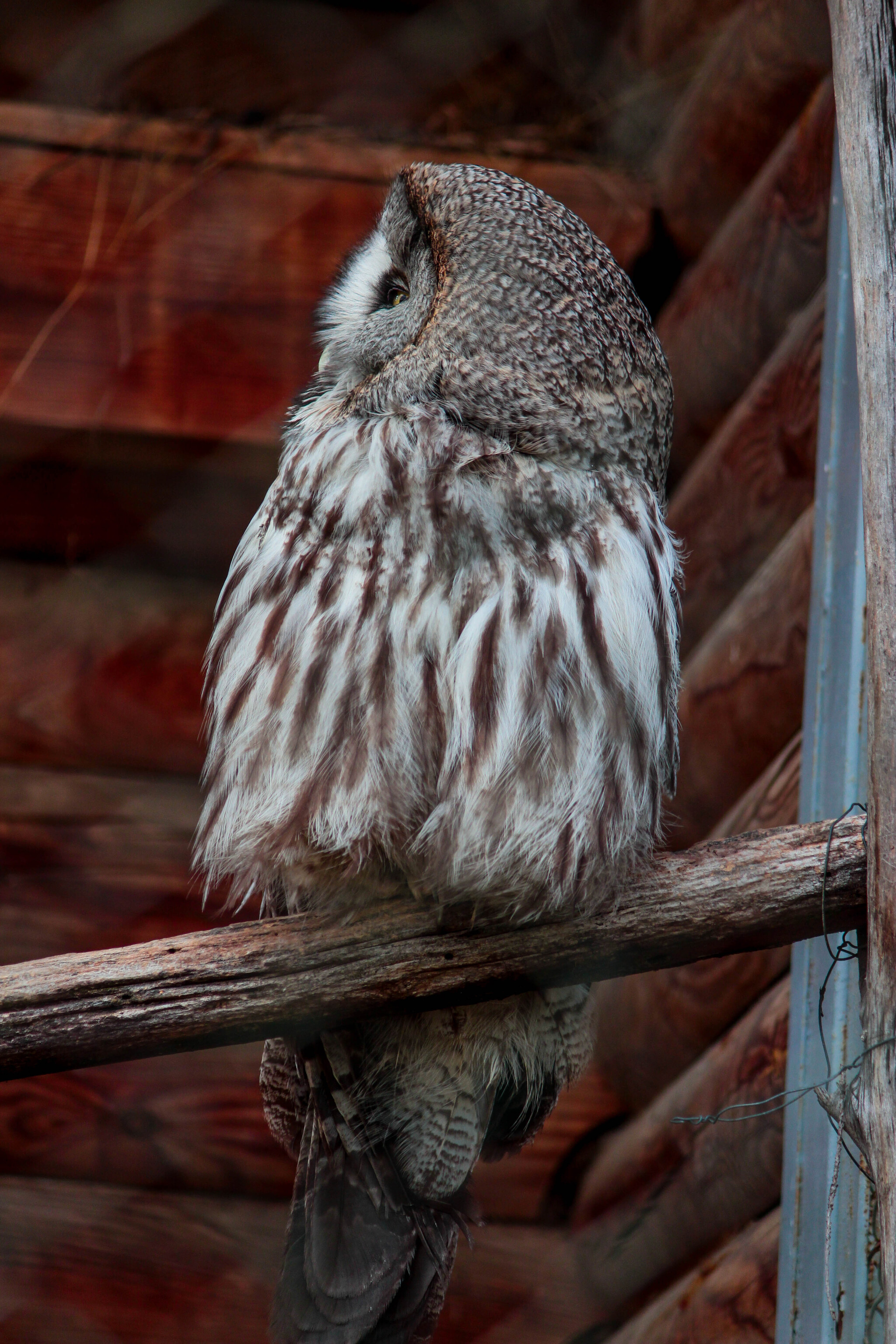 - Close your right eye, read. — SBMNK - My, Republic of Belarus, Birds, Ornithology, The photo, Nature, Longpost, Predator birds