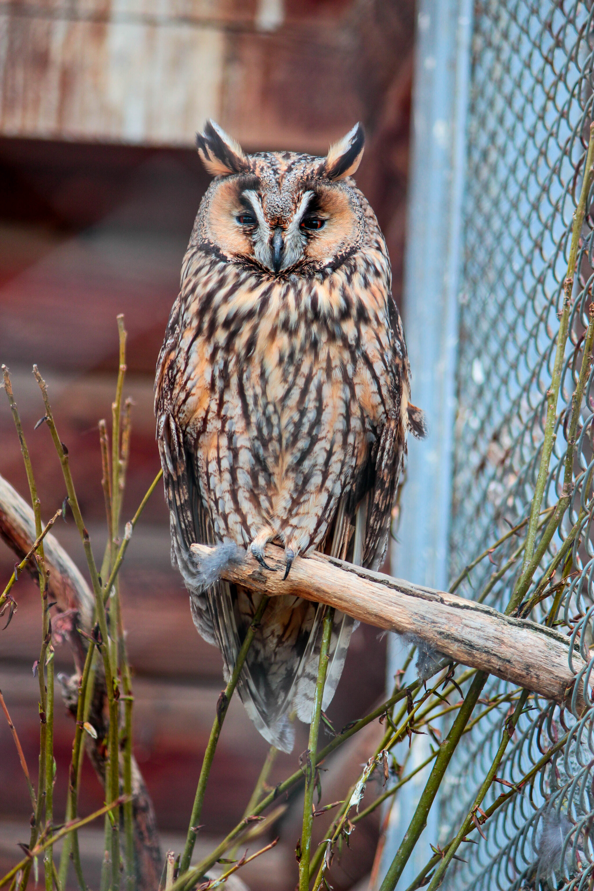 - Close your right eye, read. — SBMNK - My, Republic of Belarus, Birds, Ornithology, The photo, Nature, Longpost, Predator birds