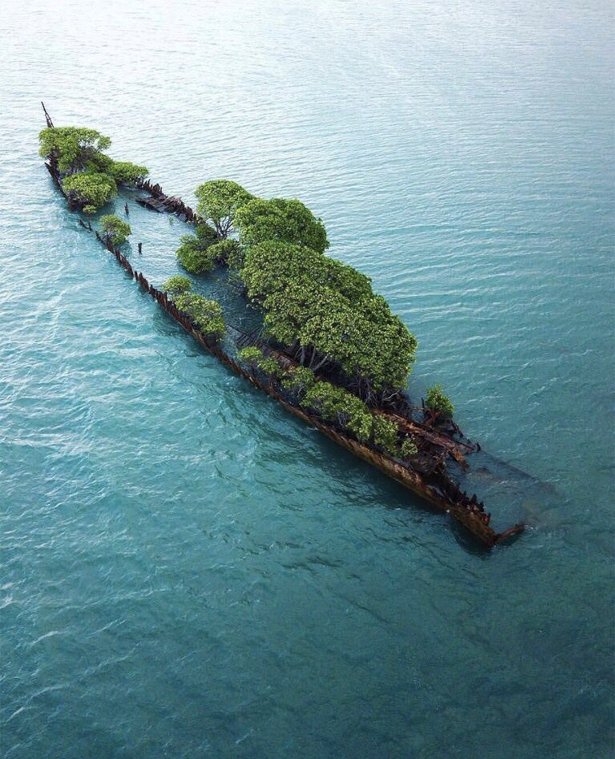 Mangrove tree growing on an abandoned ship - Ship, Sunken ships, Tree, Nature