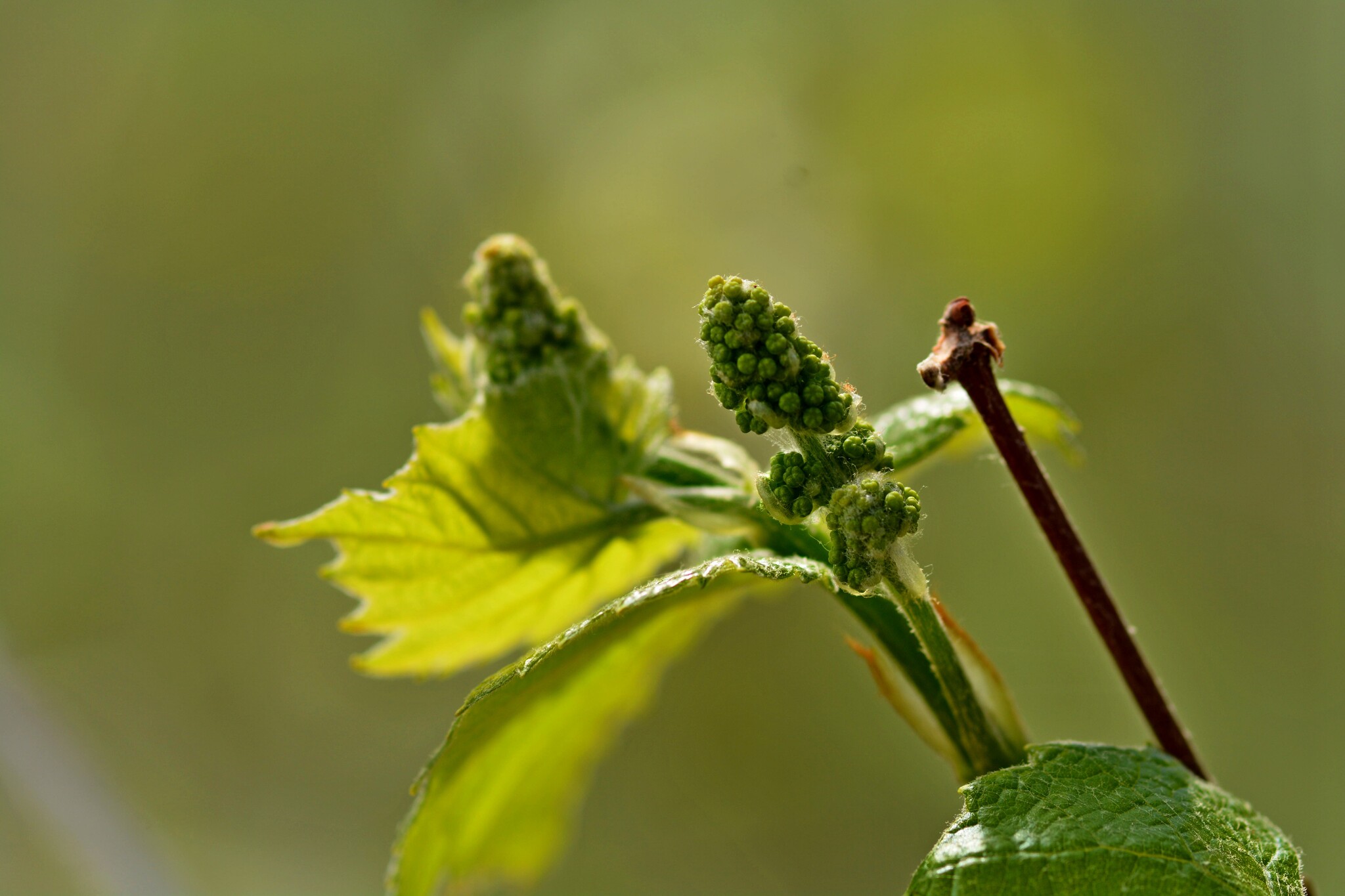 bunches of grapes - My, The photo, Nikon, Grape, Spring, May