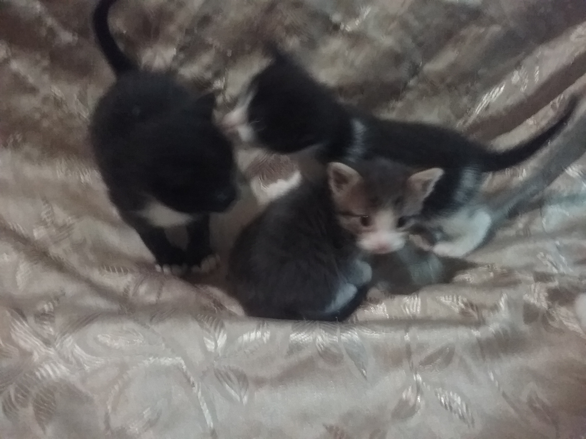 family - My, Help, No rating, cat, Kittens, Longpost, Black cat, In good hands, Shelter, Video