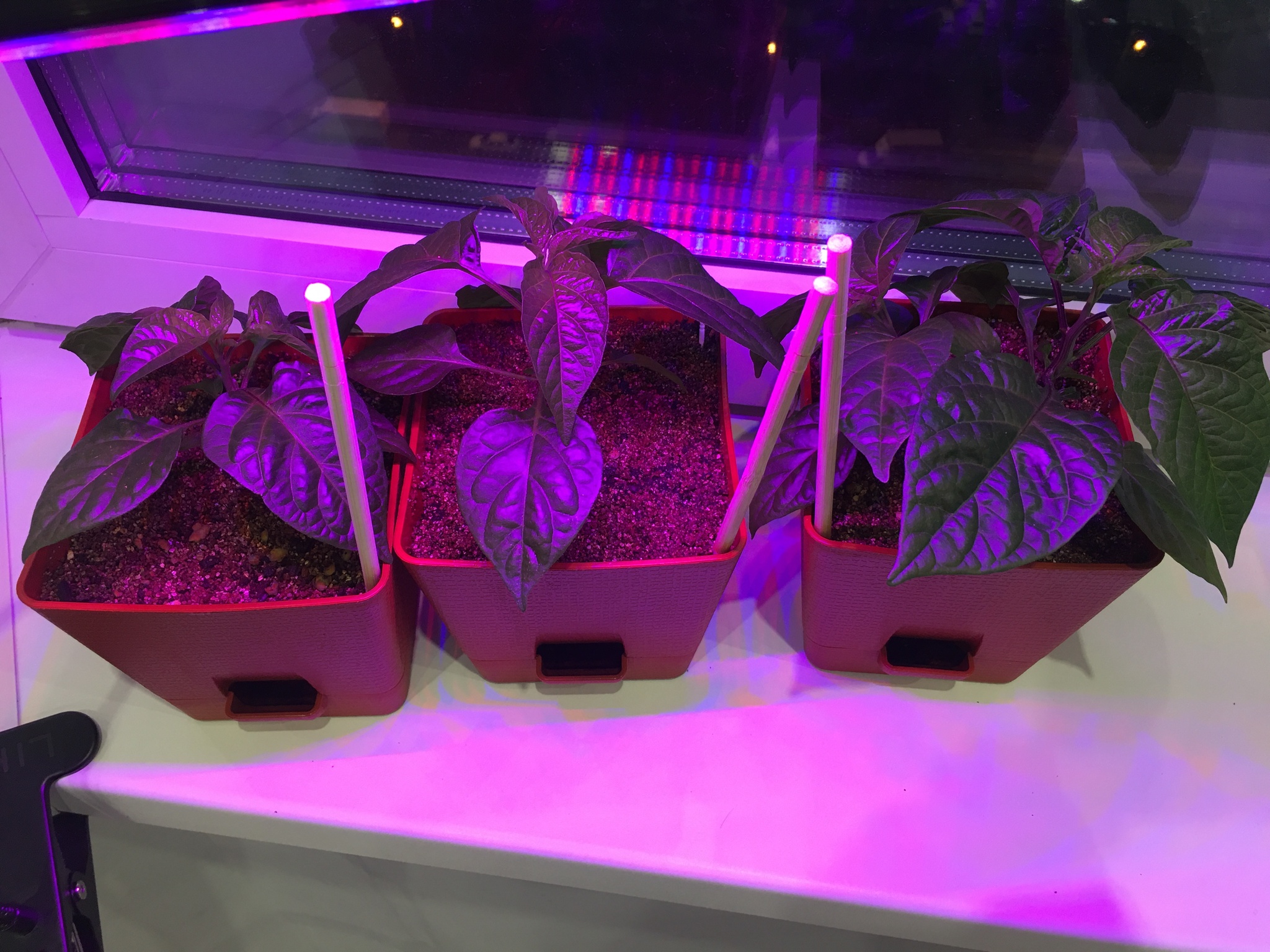 My successes - My, Hot peppers, Houseplants, Carolinian Reaper, Carolina Reaper, Jalapeno, Новичок, Pepper farming, Longpost