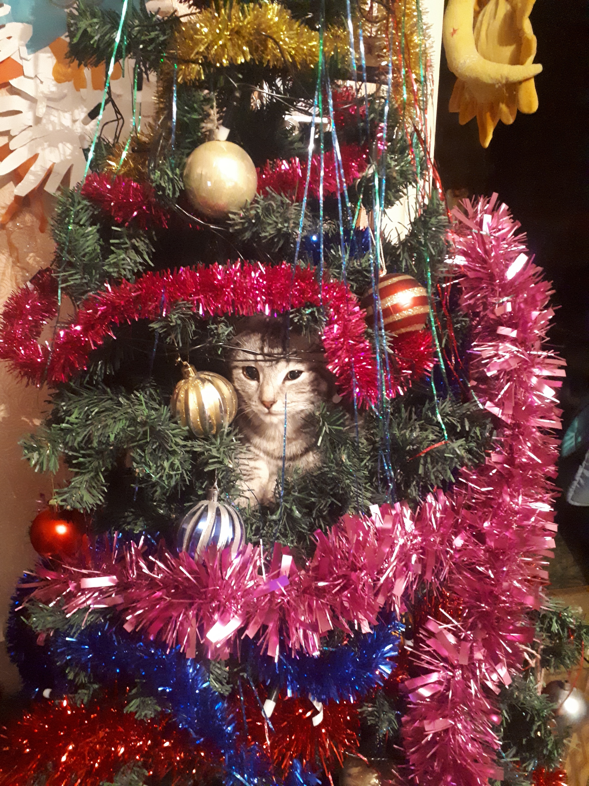 Christmas tree - My, cat, Hide and seek, Christmas tree