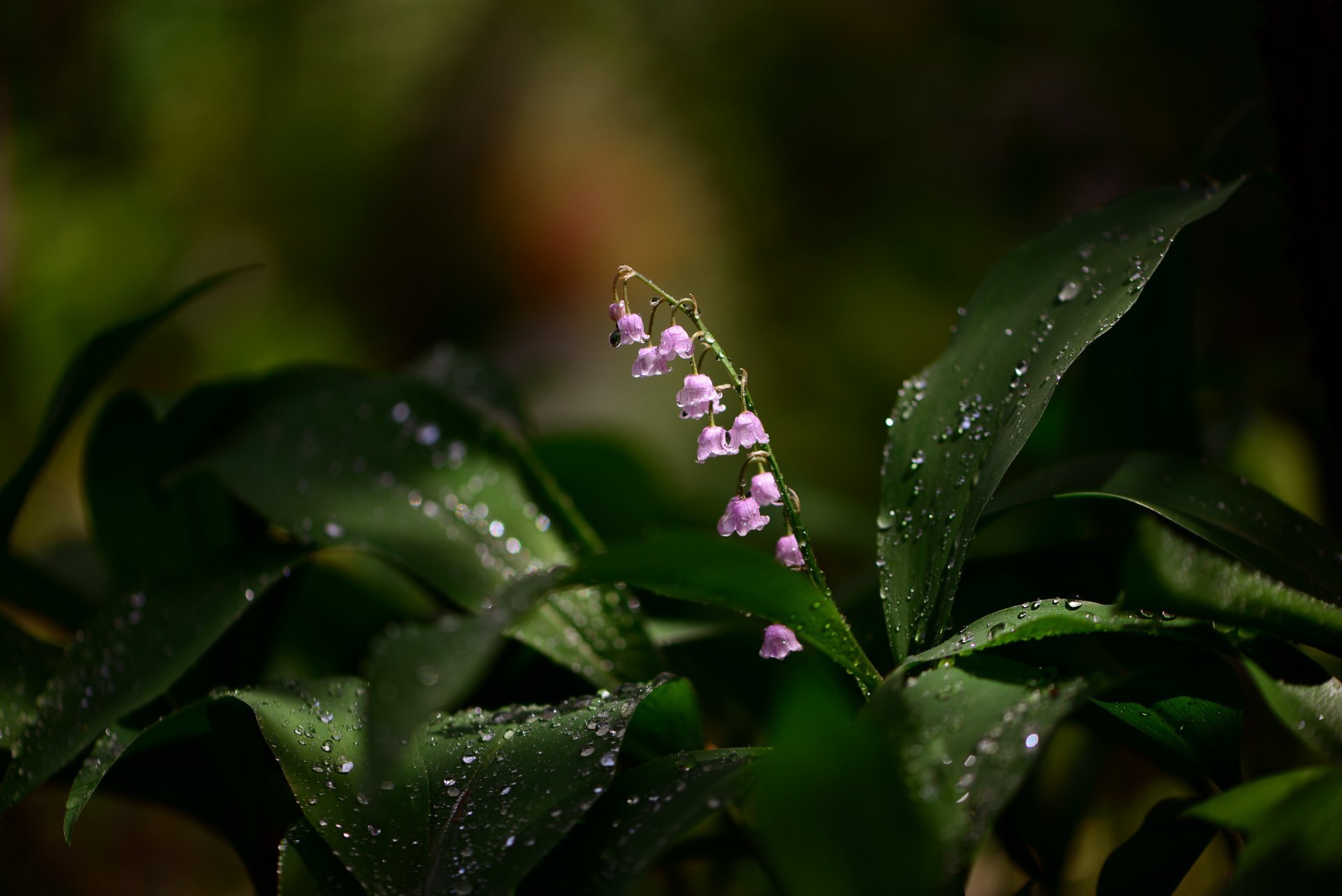 Good morning, PIKABUSHINS! Lily of the valley spring fragrance... - Lilies of the valley, Flowers, Spring, Bouquet, The sun, Rain, Morning, Sunday, Longpost