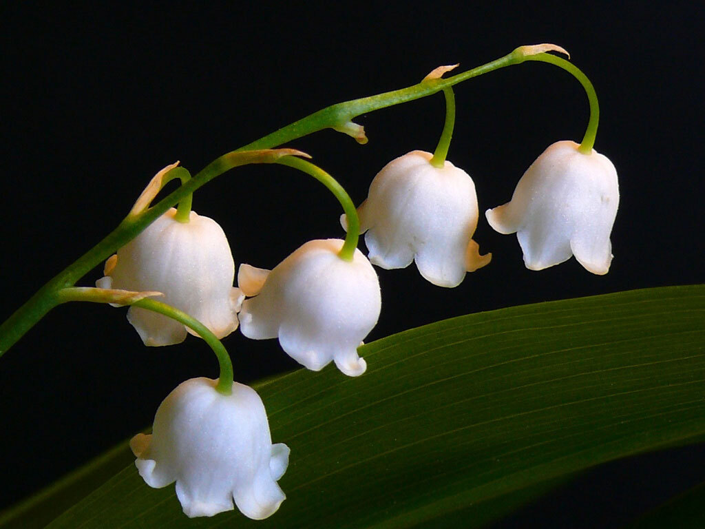 Good morning, PIKABUSHINS! Lily of the valley spring fragrance... - Lilies of the valley, Flowers, Spring, Bouquet, The sun, Rain, Morning, Sunday, Longpost