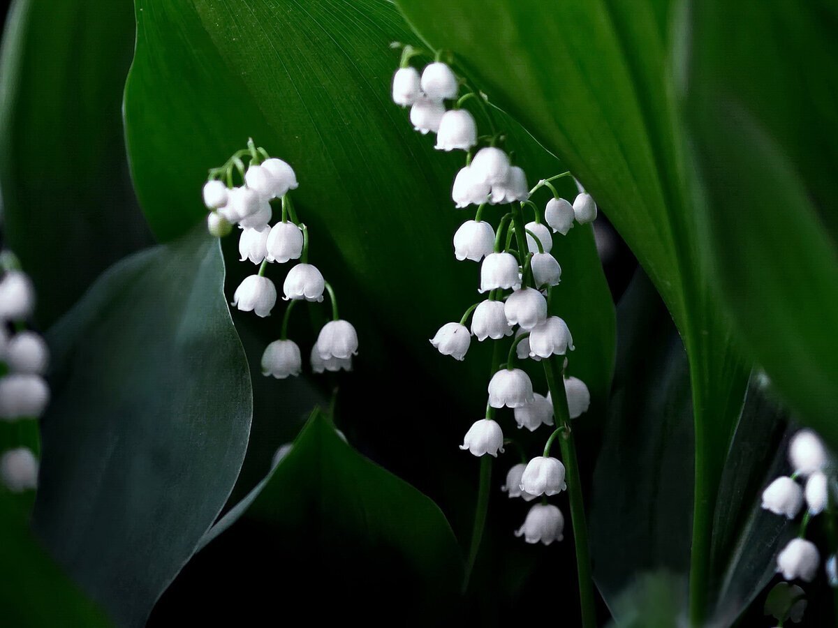 Good morning, PIKABUSHINS! Lily of the valley spring fragrance... - Lilies of the valley, Flowers, Spring, Bouquet, The sun, Rain, Morning, Sunday, Longpost